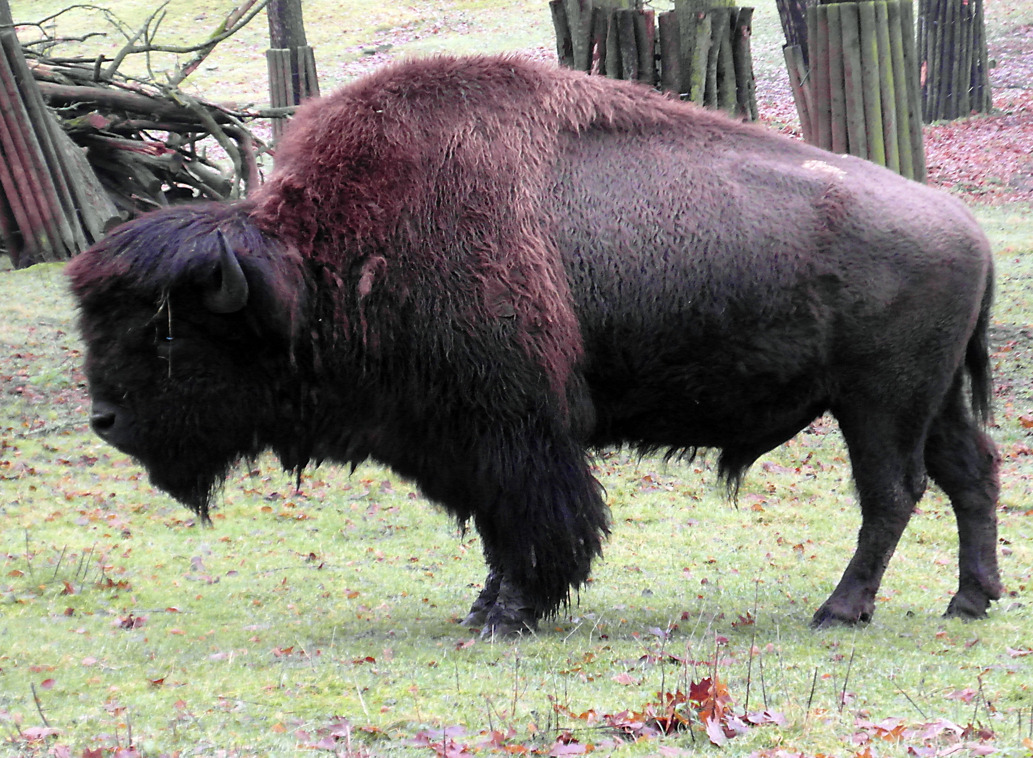 animal themes, standing, day, herbivorous, grass, black color, side view, nature, animal wildlife, 2K, bison, winter, domestic animals, aggression, wisent, HD Wallpaper