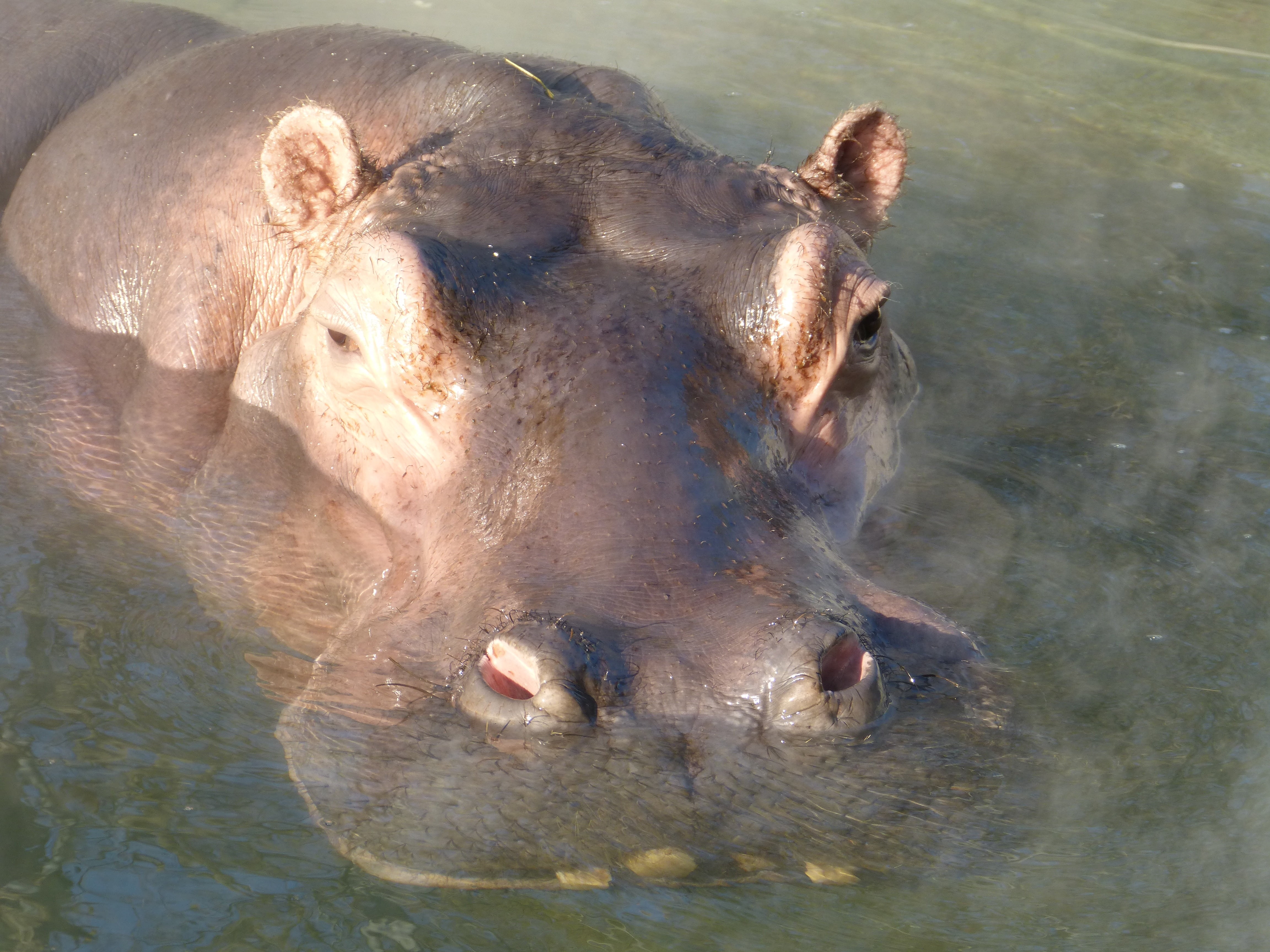 nature, lake, animal mouth, swimming, animal wildlife, hard, animal head, 4K, day, massive, eye, outdoors, one animal, large, high angle view, animals in the wild, HD Wallpaper