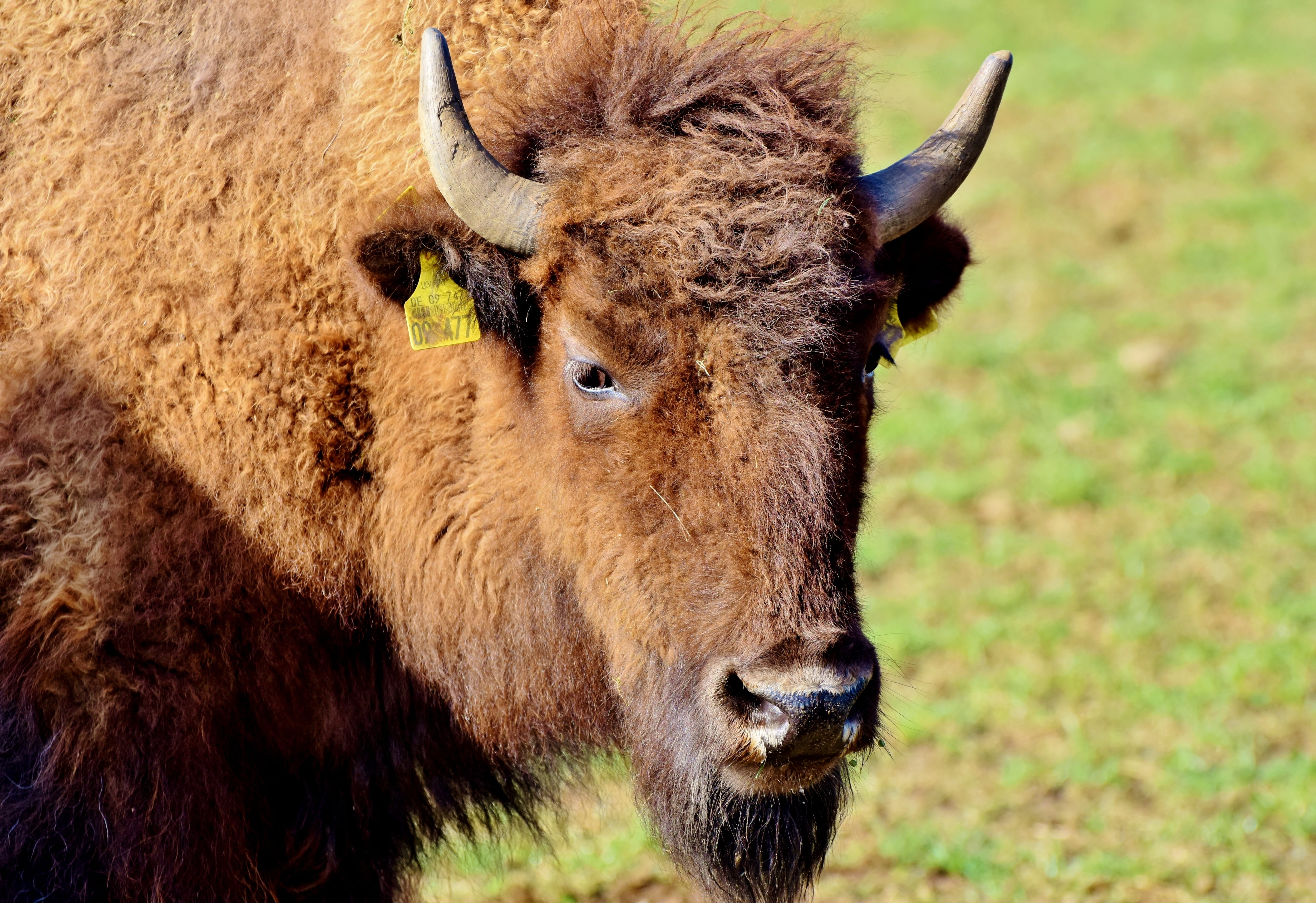 buffalo, horned, animal, outdoors, animal body part, domestic animals, beef, 5K, portrait, vertebrate, mammal, animals in the wild, livestock, wild, no people, HD Wallpaper