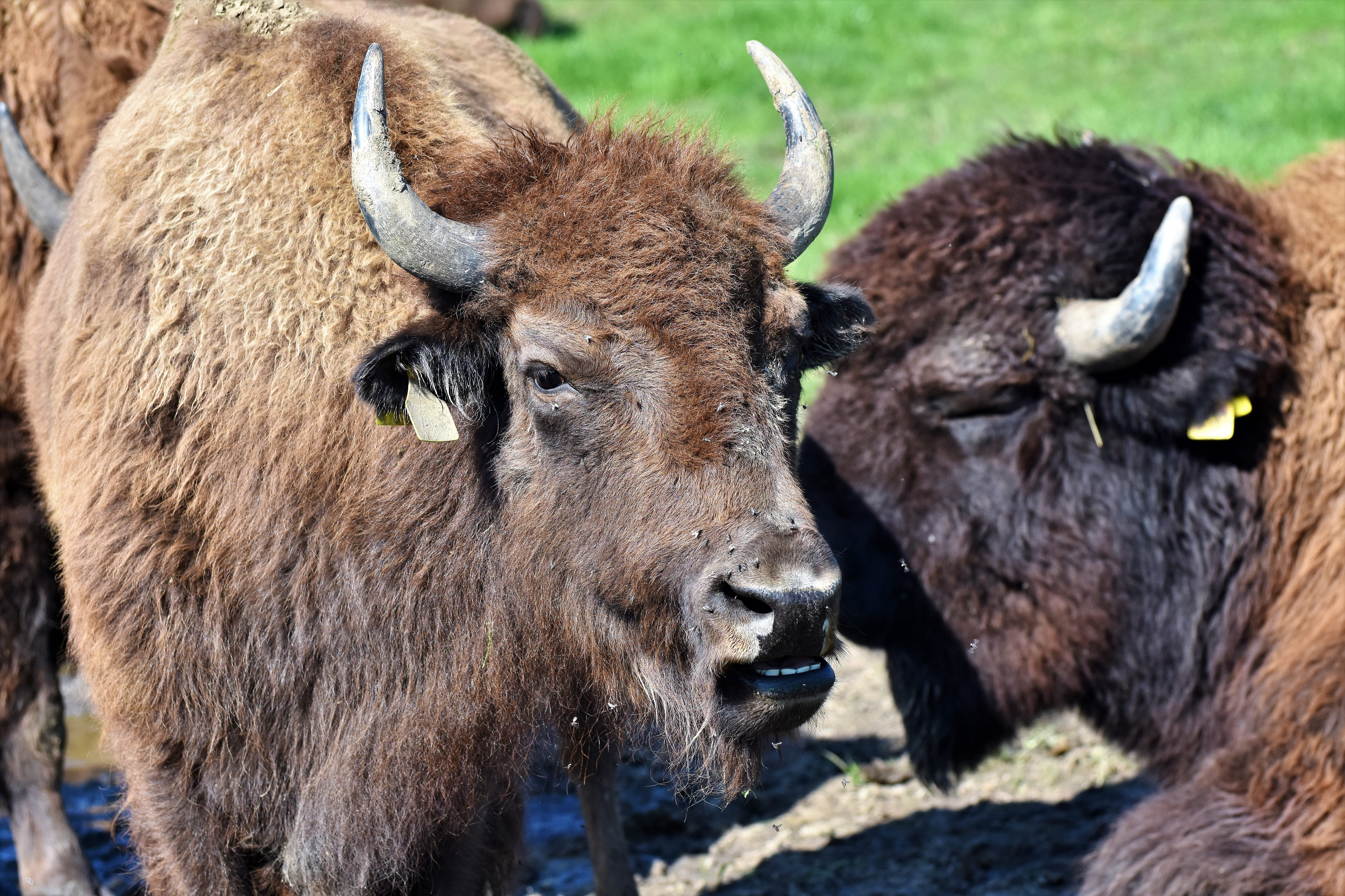 horned, animal wildlife, day, aggression, massive, animal body part, 5K, group of animals, animal head, two animals, domestic animals, mammal, animals in the wild, HD Wallpaper