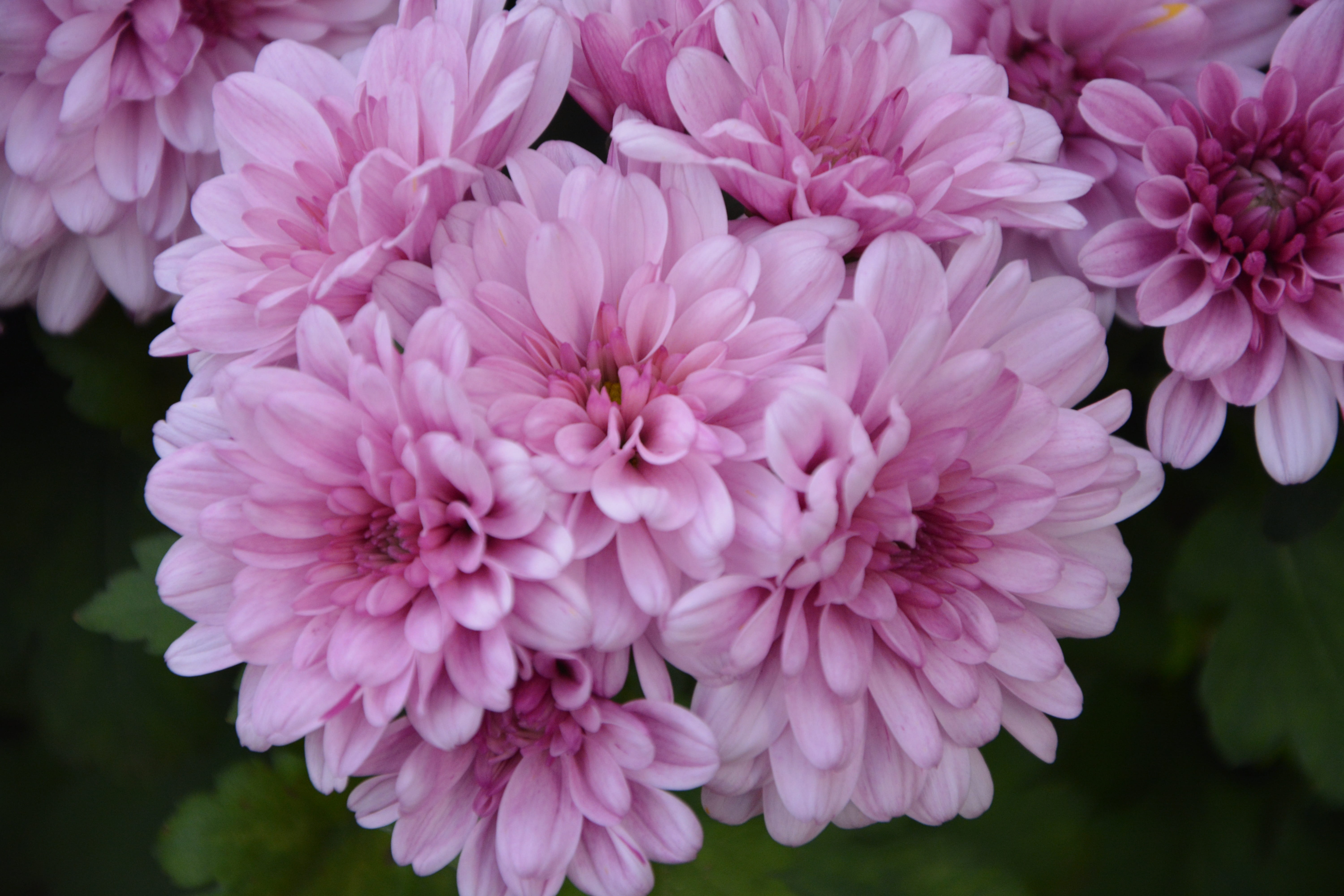 outdoors, offer, mums, botany, flowers nature, chrysanthemums roses, nature, massive pot, pink flowers, flowers, fragility, beauty in nature, petal, flowering plant, HD Wallpaper