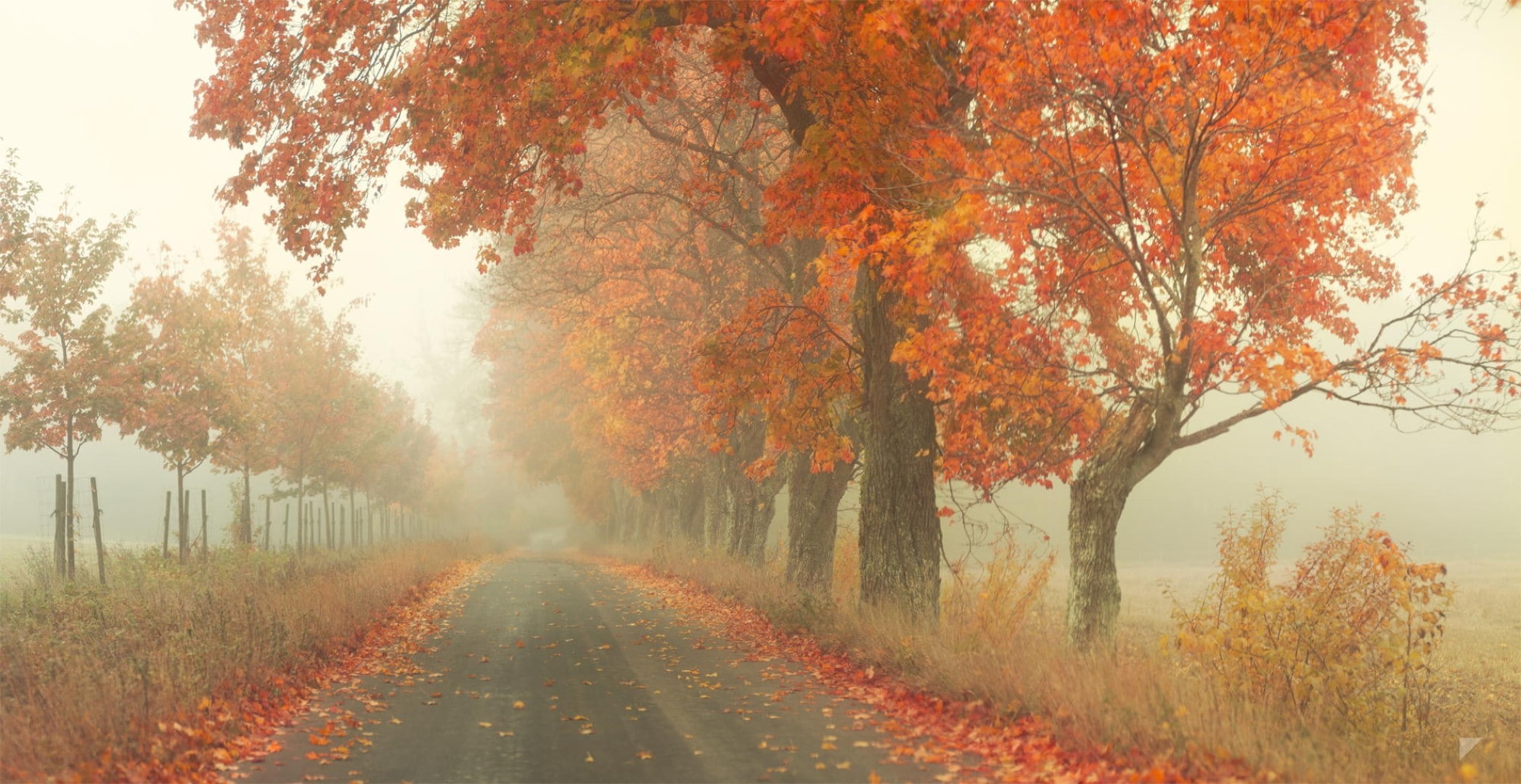 1080P, red, foliage, grey, concrete, Red Road, road, trees, fog, autumn, by Robin de Blanche, HD Wallpaper