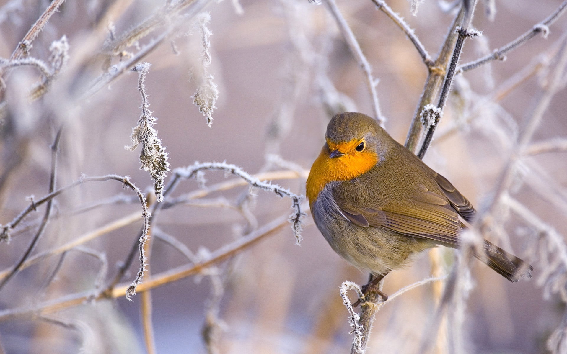 animal themes, beauty In Nature, outdoors, nature, winter, sitting, perching, plant, feather, 1080P, cute, animals In The Wild, wildlife, branch, no people, HD Wallpaper