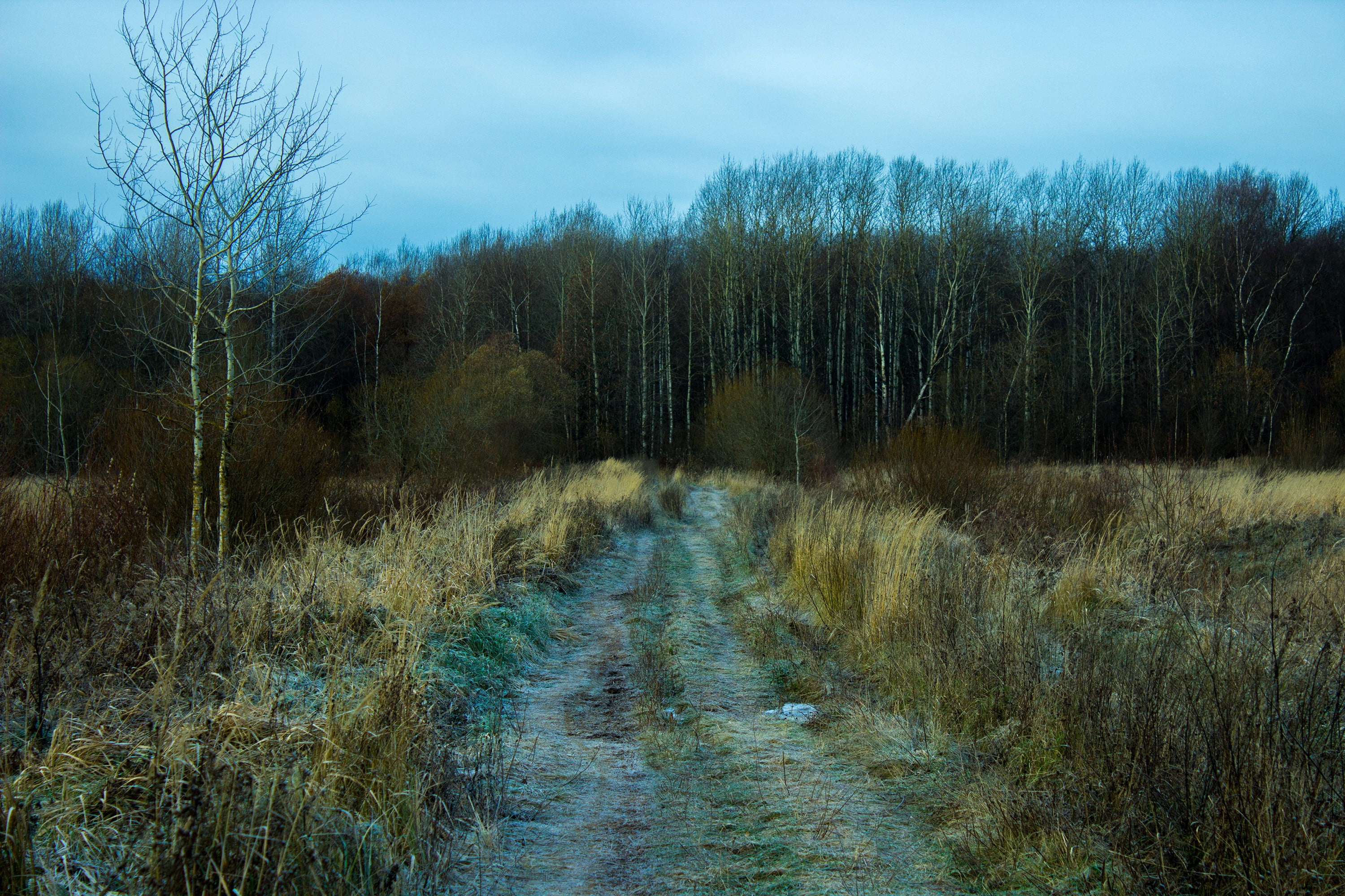 scenics - nature, tranquility, grass, day, 2K, sky, non-urban scene, outdoors, beauty in nature, growth, environment, overcast, landscape, dirt road, green, HD Wallpaper