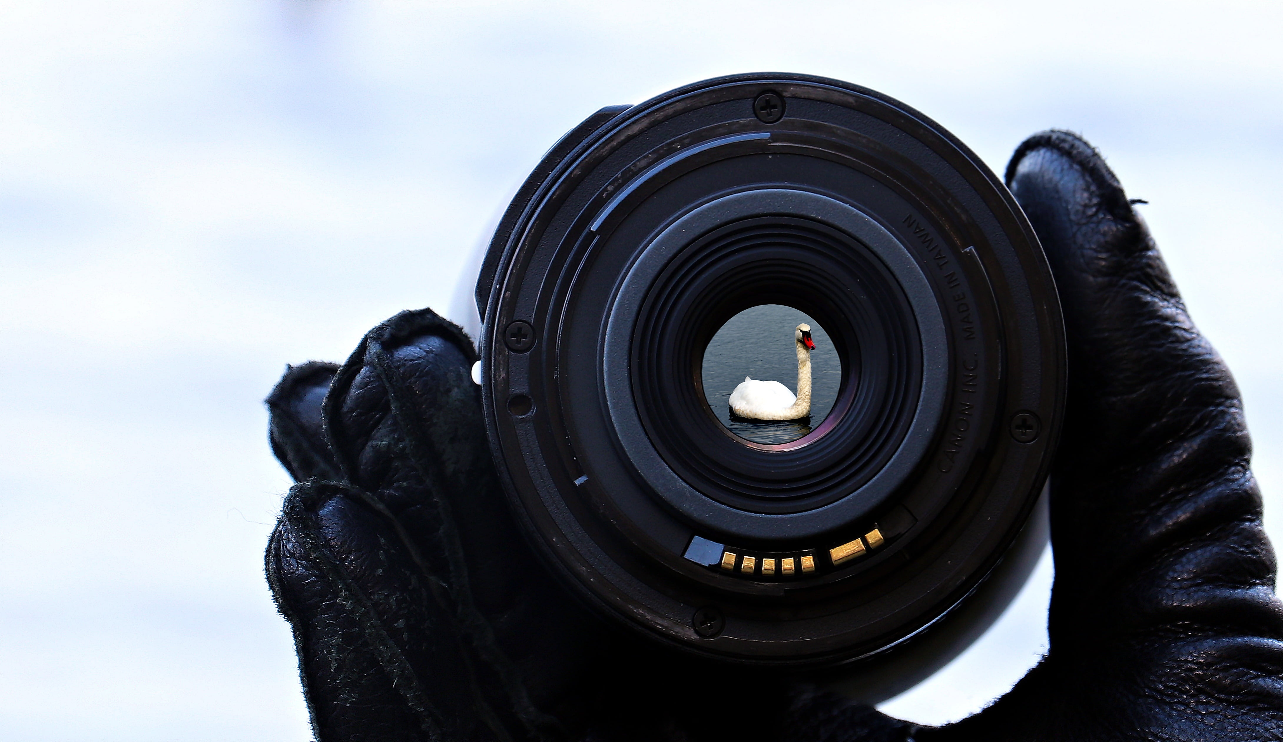 camera - photographic equipment, cloud - sky, lake, white, photography, swan, black color, day, lens - eye, water, tire, waters, camera, animal, technology, HD Wallpaper