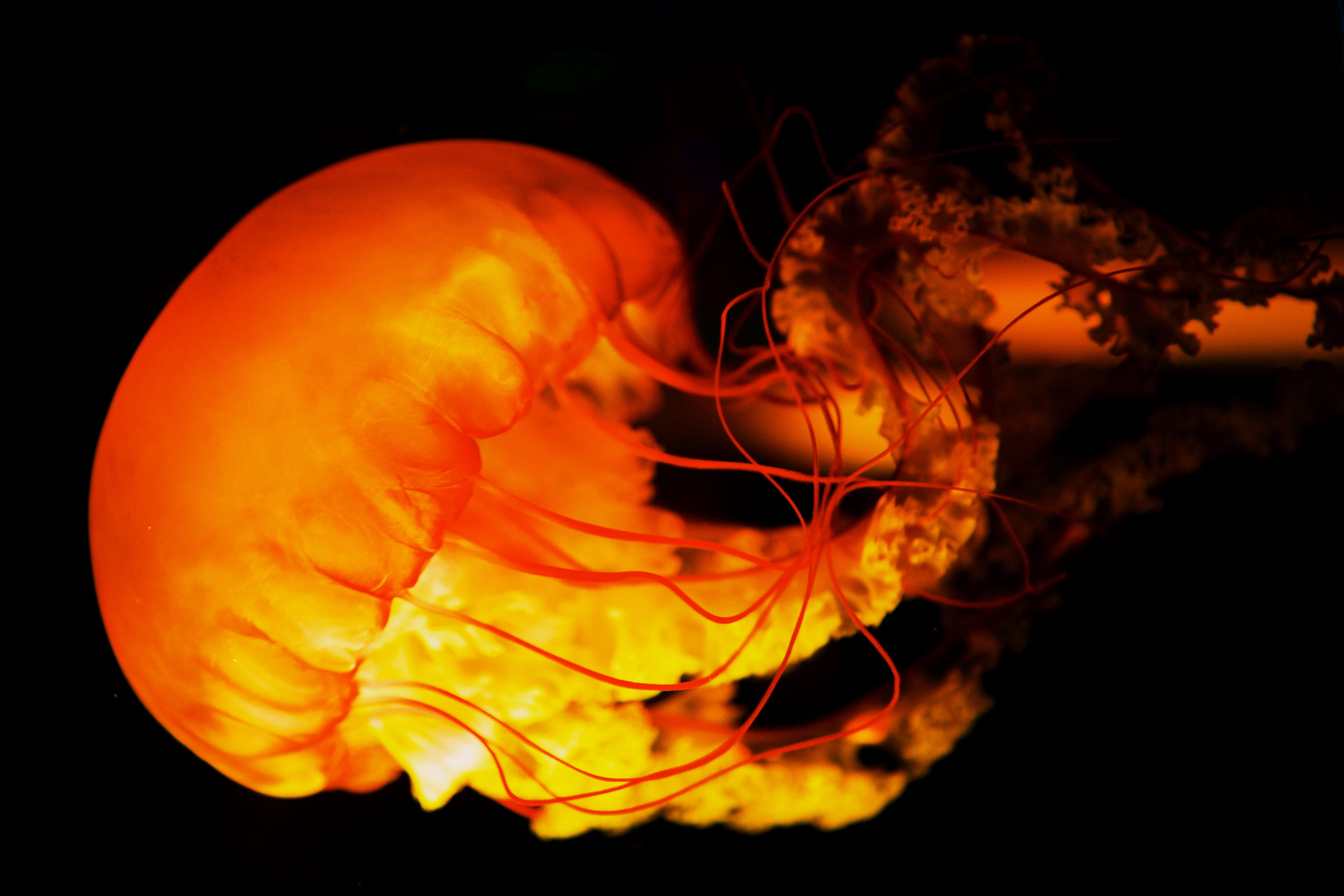 no people, animal themes, 5K, beauty in nature, invertebrate, glow, united states, undersea, animal, luminosity, one animal, swimming, nature, light, sea, HD Wallpaper