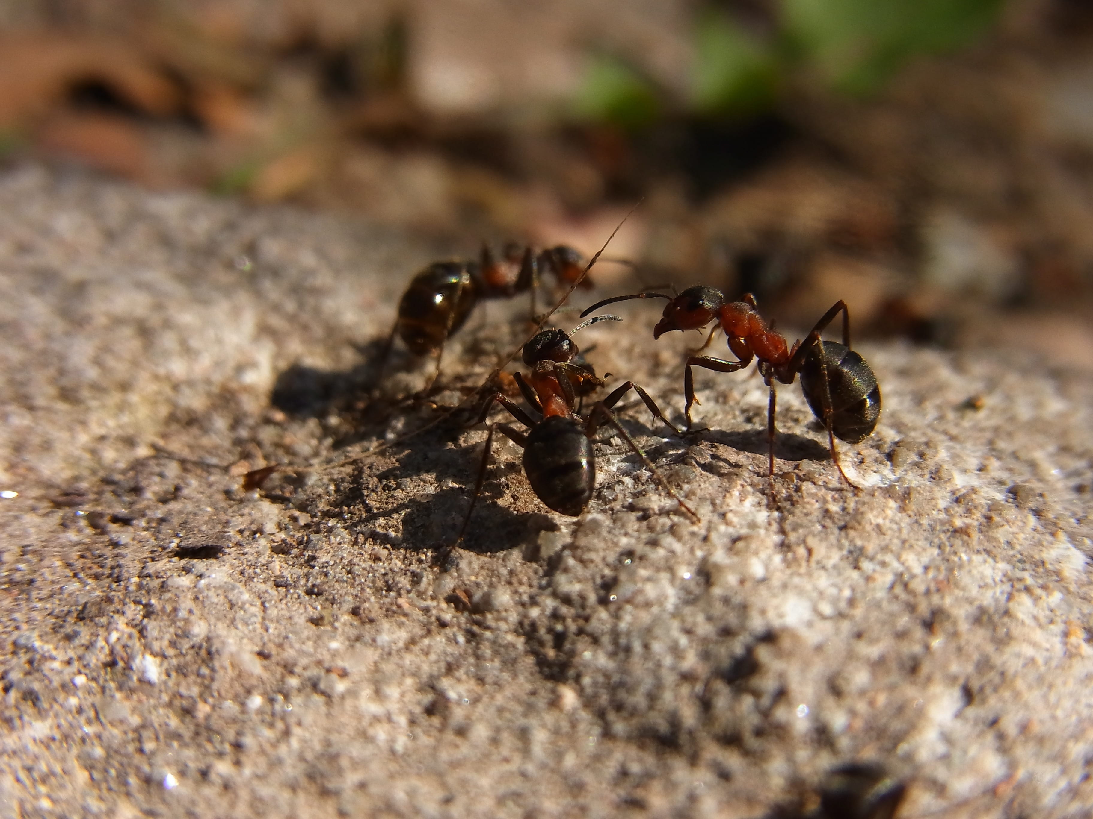 two animals, 2K, nature, animal, Red, no people, selective focus, animals in the wild, outdoors, red wood ant, macro, arthropod, wildlife, group of animals, HD Wallpaper