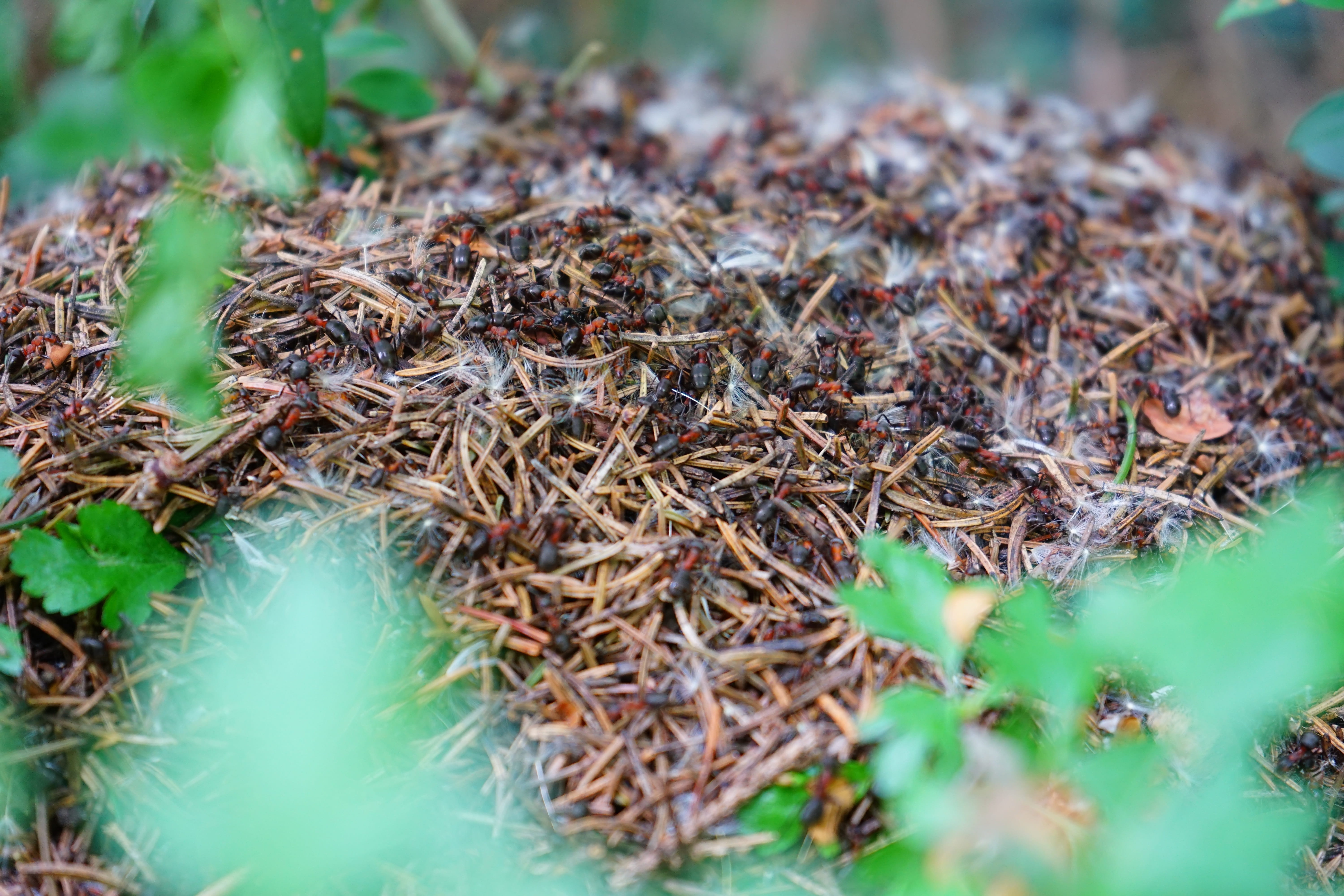 wood, ants, ant, Wood Ants, crawl, field, outdoors, invertebrate, green Color, animal themes, no people, land, selective focus, nature, 5K, ant population, HD Wallpaper