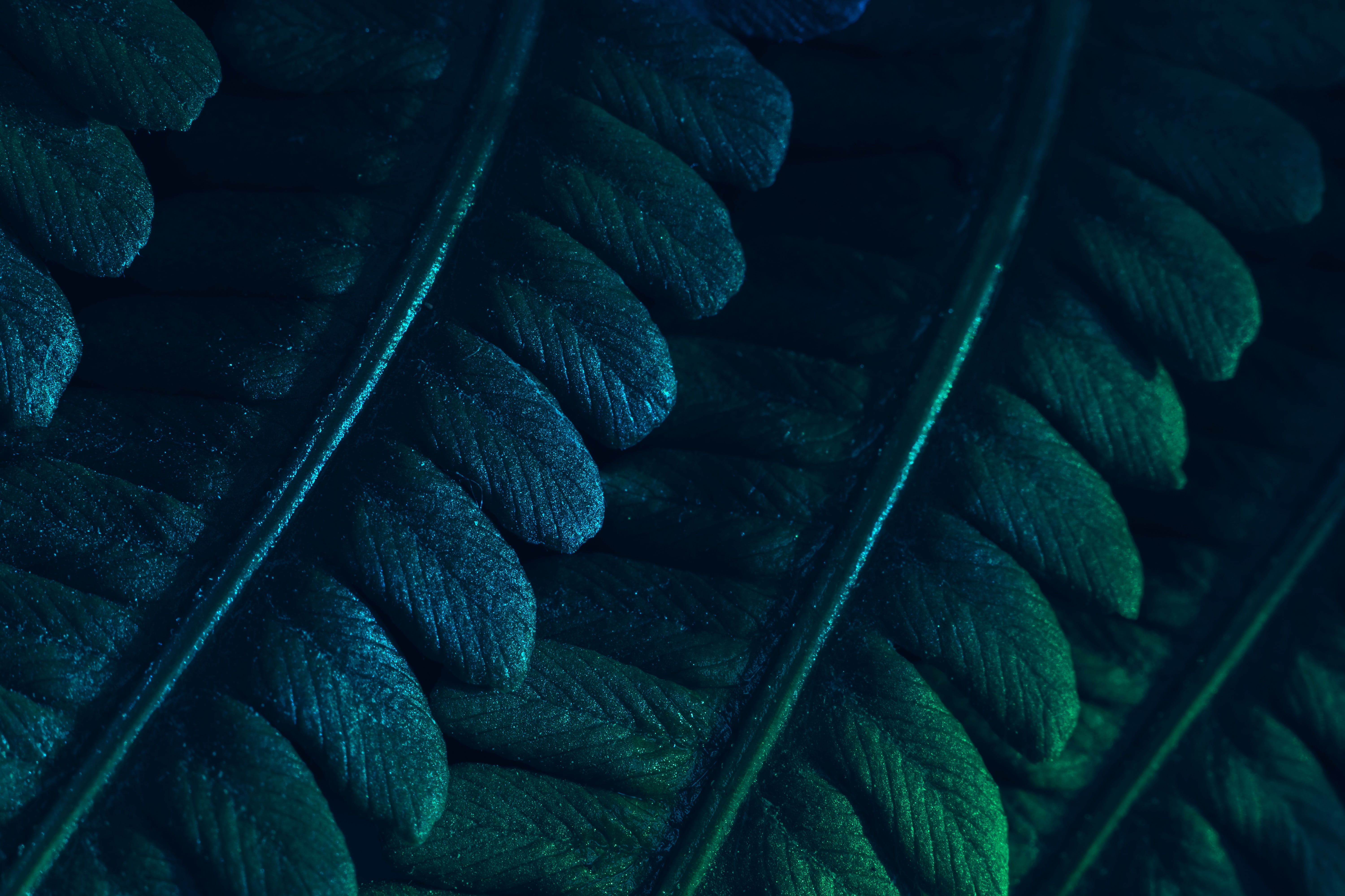 closeup, colorful, shadow, growth, foliage, garden, leaves, neon, lights, texture, night, surreal, jungle, concept art, branch, plants, minimalism, summer, HD Wallpaper