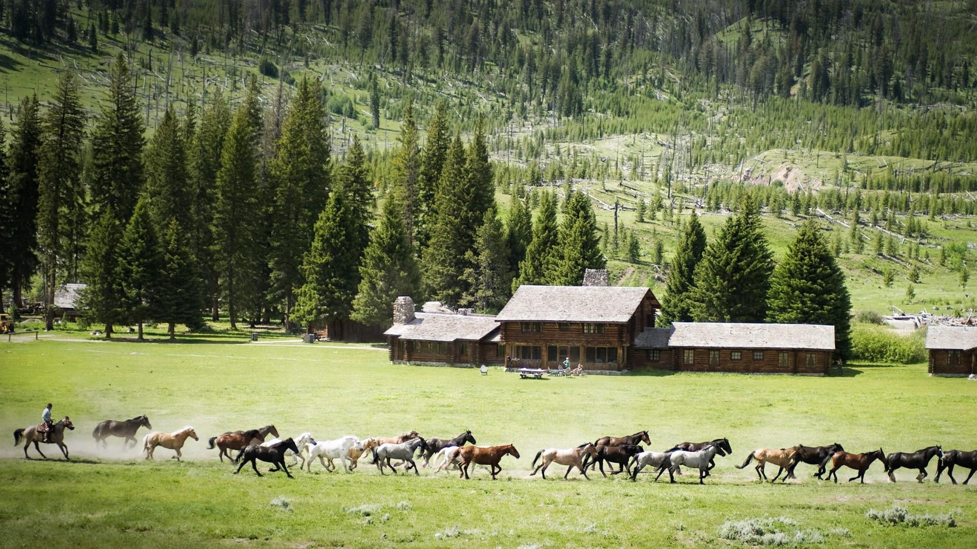 farm, 1080P, livestock, tree, no people, land, day, green color, house, landscape, vertebrate, group of animals, domestic, animal, horse, domestic animals, HD Wallpaper