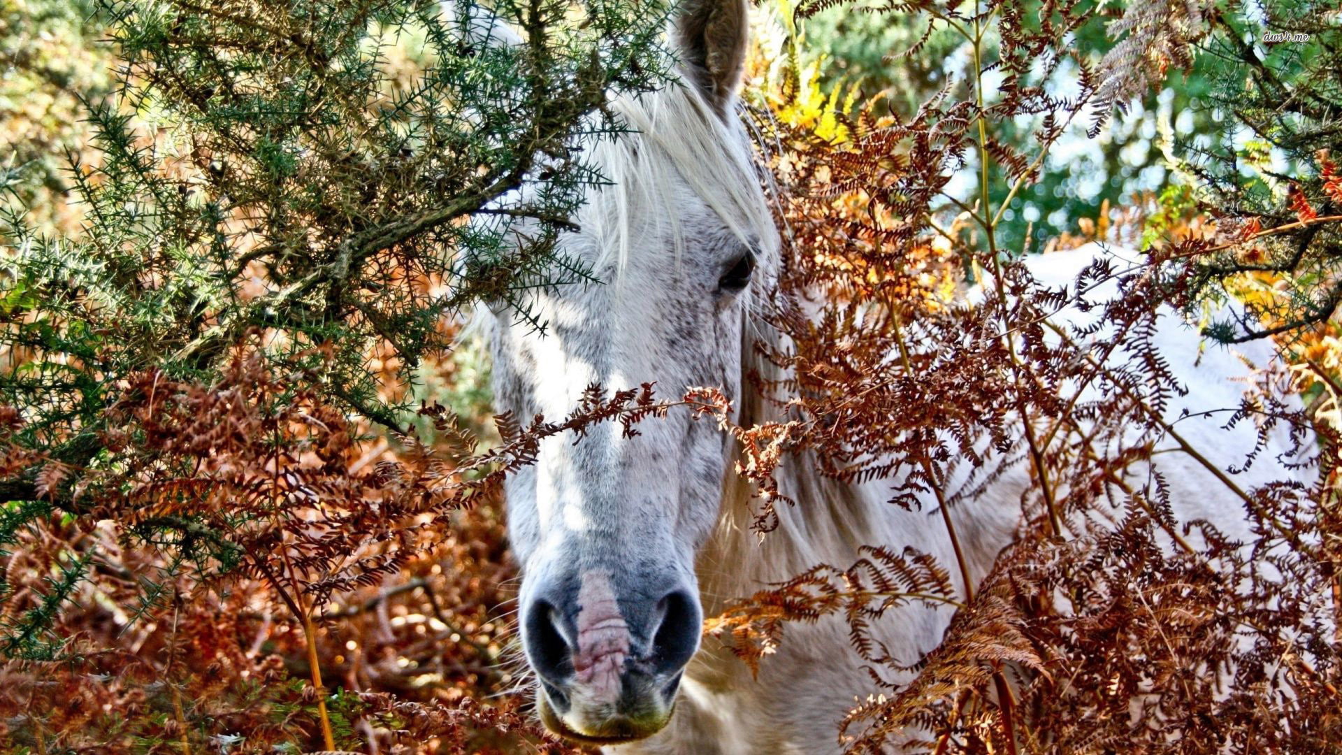 animals, 4k hors pic, 1080P, horse, 1920x1080, HD Wallpaper