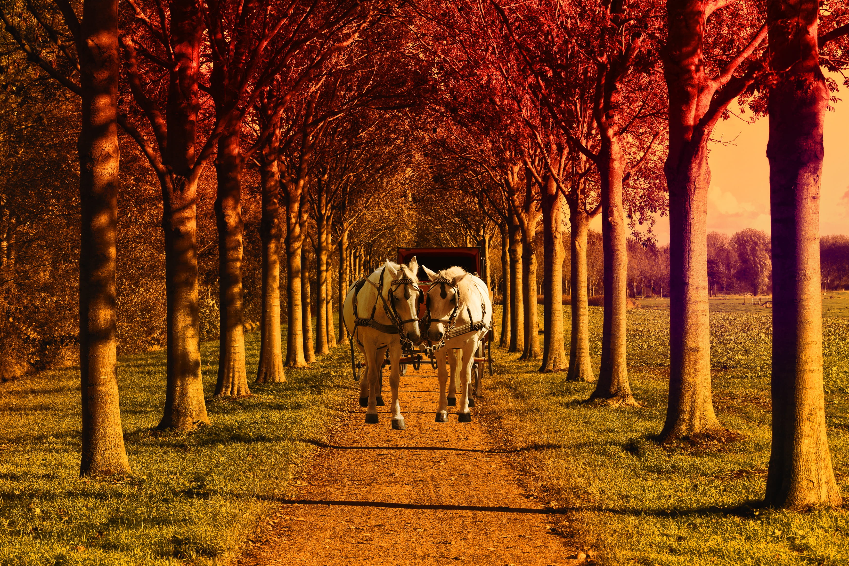 day, treelined, grass, walking, former, path, leisure activity, trolley, field, men, park, childhood, togetherness, trunk, lifestyles, horses, tree trunk, HD Wallpaper