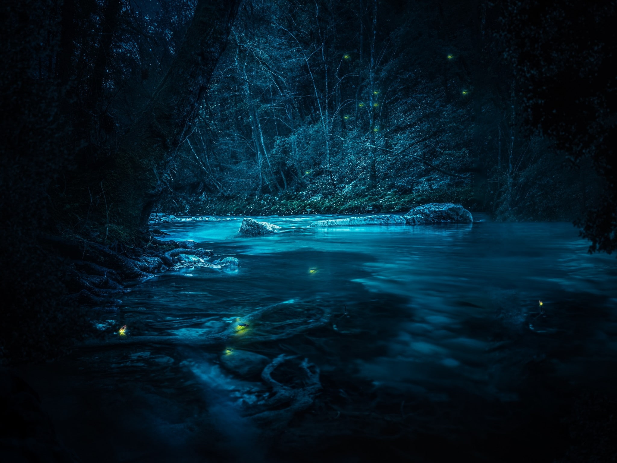 :-), luminos, fireflies, blue, forest, fantasy, grafixart, night, 1080P, water, HD Wallpaper