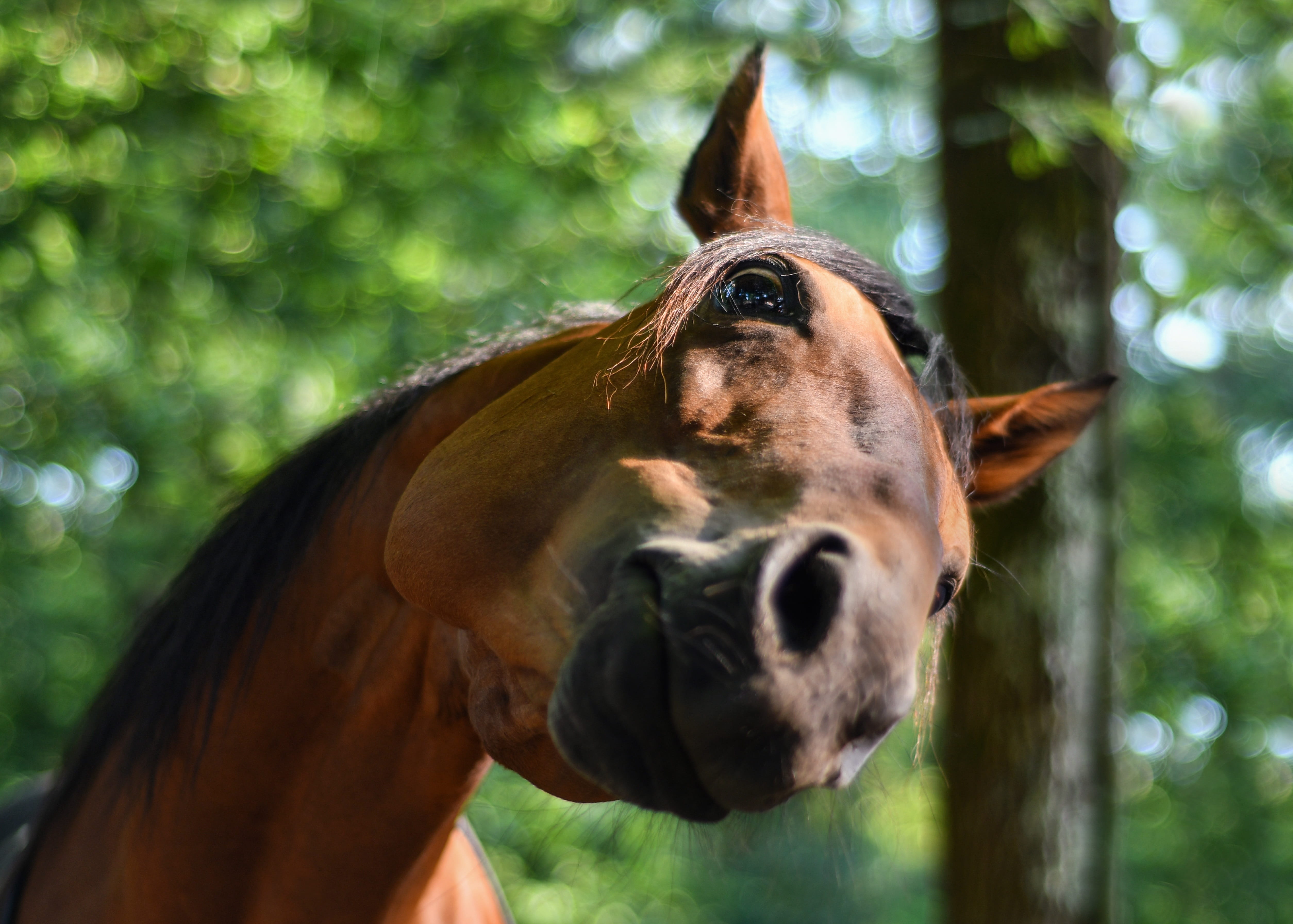 fun, domestic animals, tree, livestock, focus on foreground, animal wildlife, herbivorous, brown, head, plant, mammal, equine, day, no people, working animal, HD Wallpaper