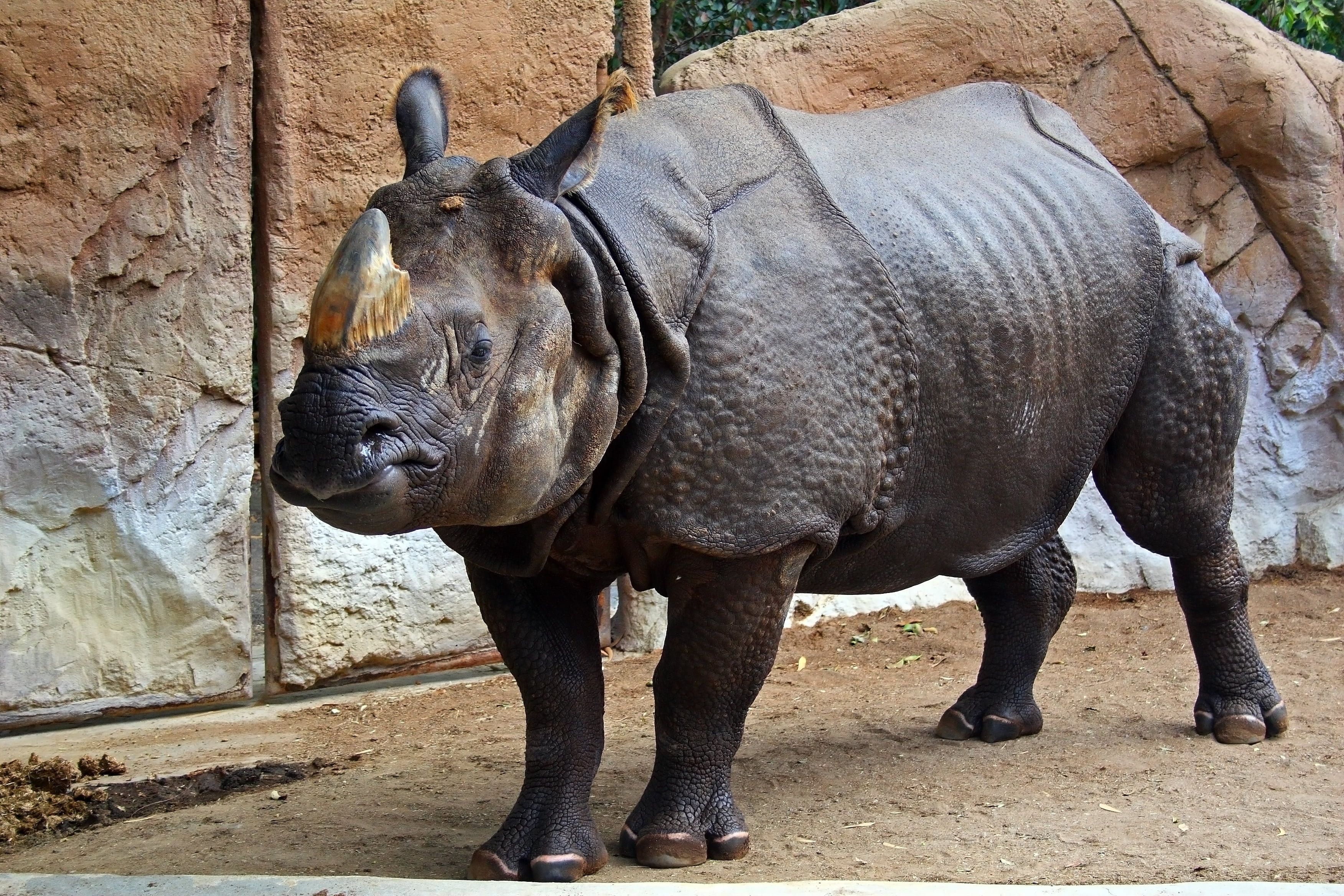 herbivorous, horned, large, full length, asia, animals In The Wild, wildlife, standing, one animal, zoology, sand, no people, animal wildlife, nature reserve, HD Wallpaper