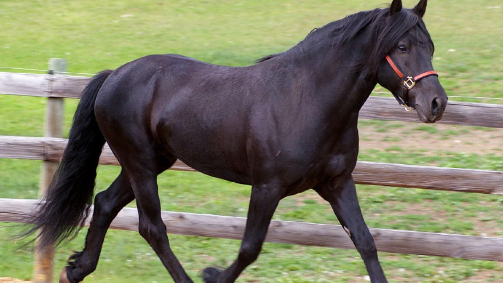 black horse, horses, nature, friesian, trotting, 1080P, animals, HD Wallpaper