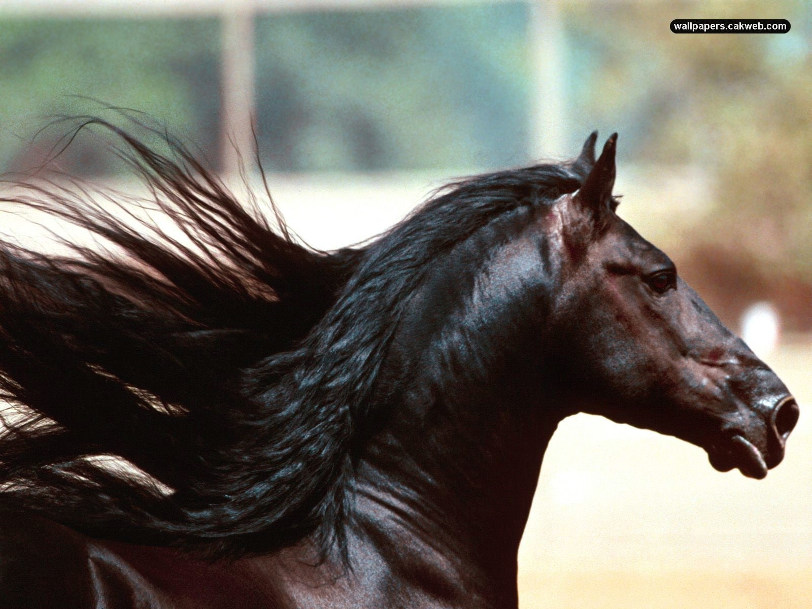 animals, horse, friesian, hd, midnight, 720P, HD Wallpaper