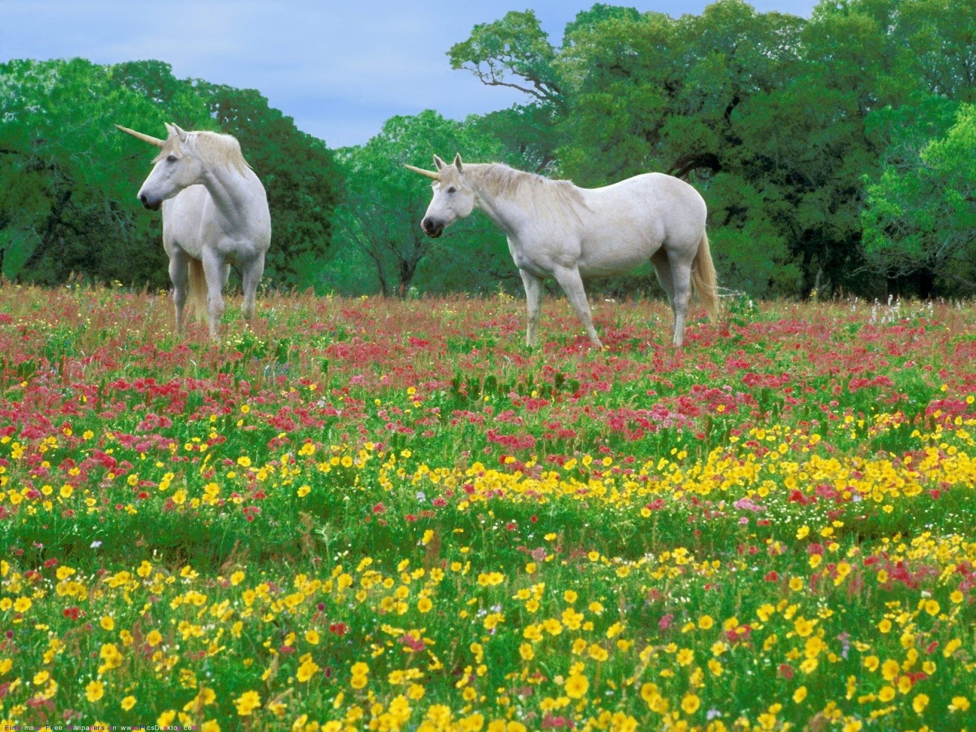 agriculture, land, flower, summer, herbivorous, landscape, day, 1080P, growth, horses, field, non-Urban Scene, grazing, two, pasture, plant, HD Wallpaper