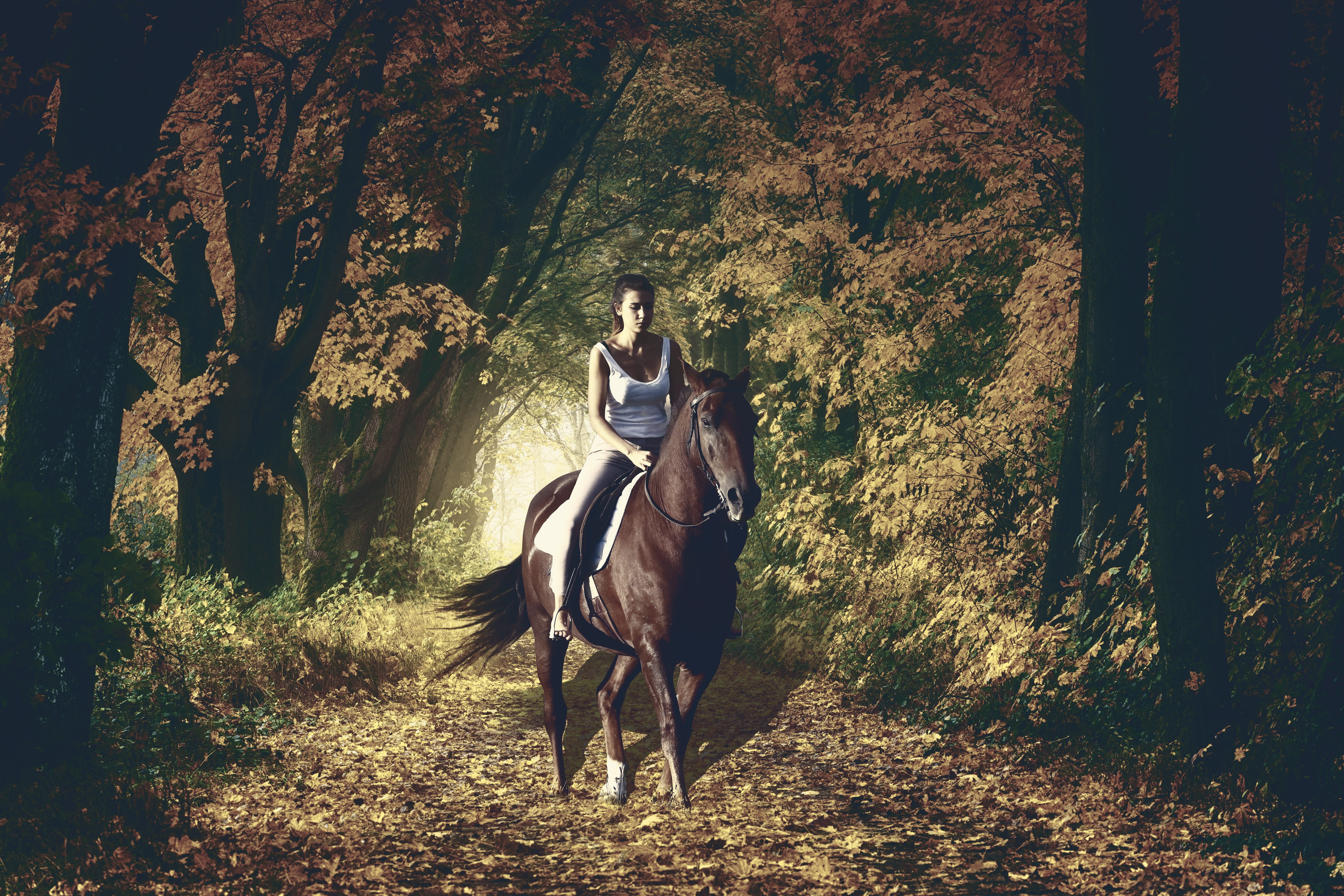 night, pets, summer, nature, horsewoman, foggy, autumn, tree, animal wildlife, domestic animals, real people, animal, land, mammal, one person, ride, herbivorous, HD Wallpaper