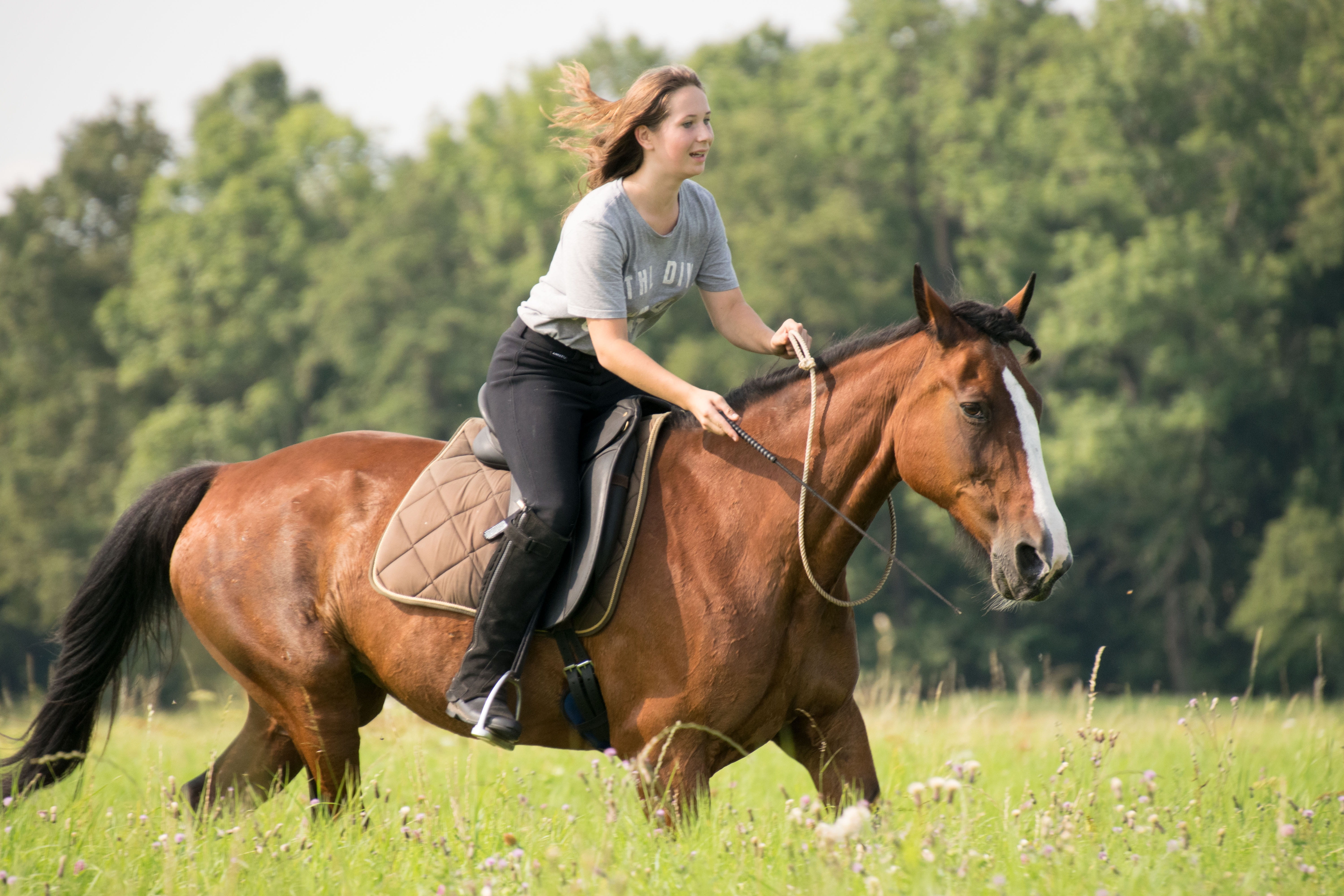 reiter, animal, mammal, 5K, neck ring, nature, girl, field, sitting, flowers, women, young adult, grass, riding, pets, saddle, domestic, herbivorous, vertebrate, HD Wallpaper