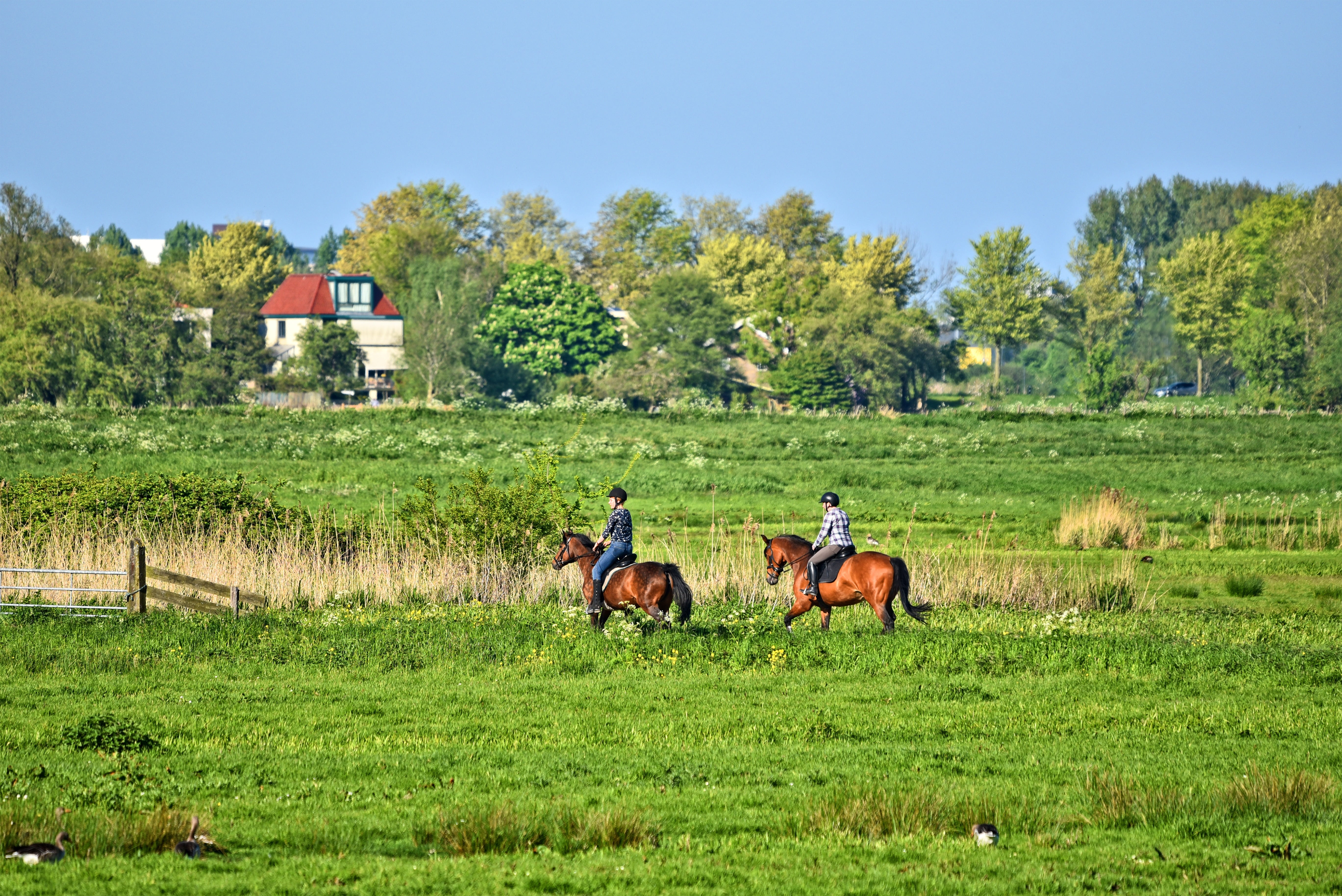 two, rural, countryside, horse riding, herbivorous, livestock, plant, grass, trees, meadow, group of animals, domestic, equestrian, animal wildlife, blue, HD Wallpaper
