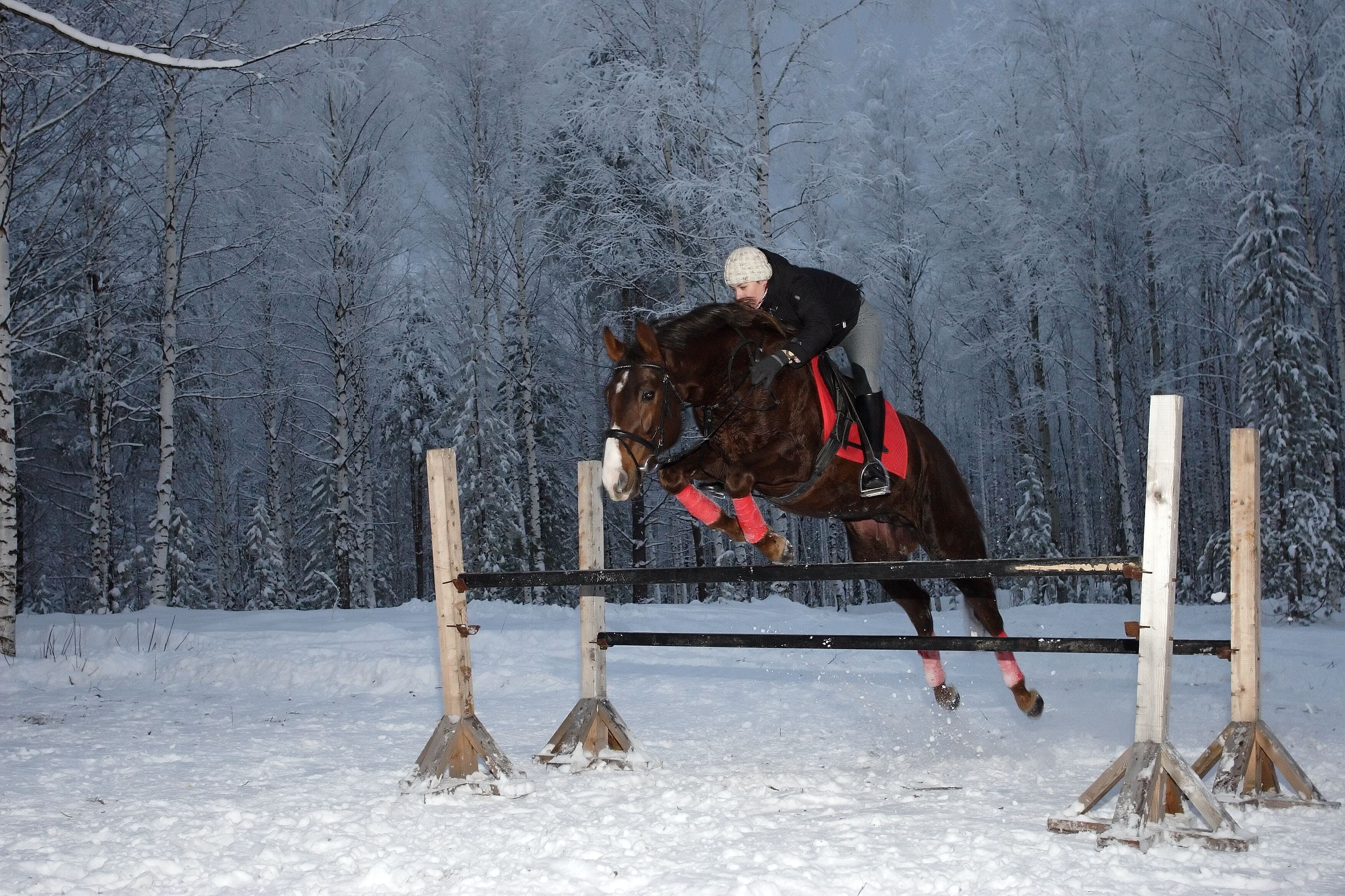 nature, mammal, tree, animal wildlife, horsewoman, herbivorous, clothing, domestic animals, livestock, riding, land, animal, cowboy, animal themes, horse, HD Wallpaper