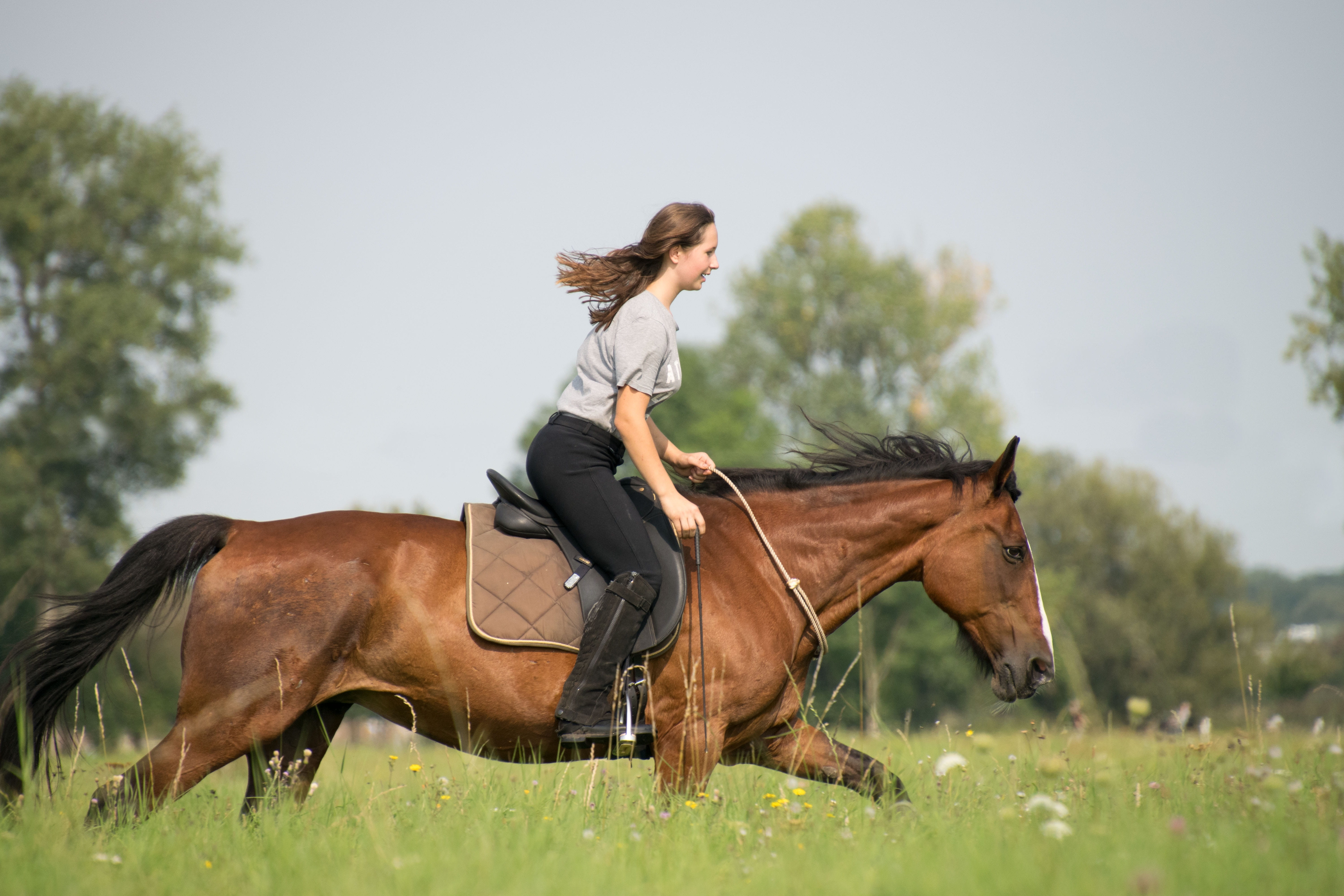 activity, reiter, side view, dom, vertebrate, pets, grass, herbivorous, field, livestock, horsewoman, cavalry, land, one person, horse, plant, riding, neck ring, HD Wallpaper