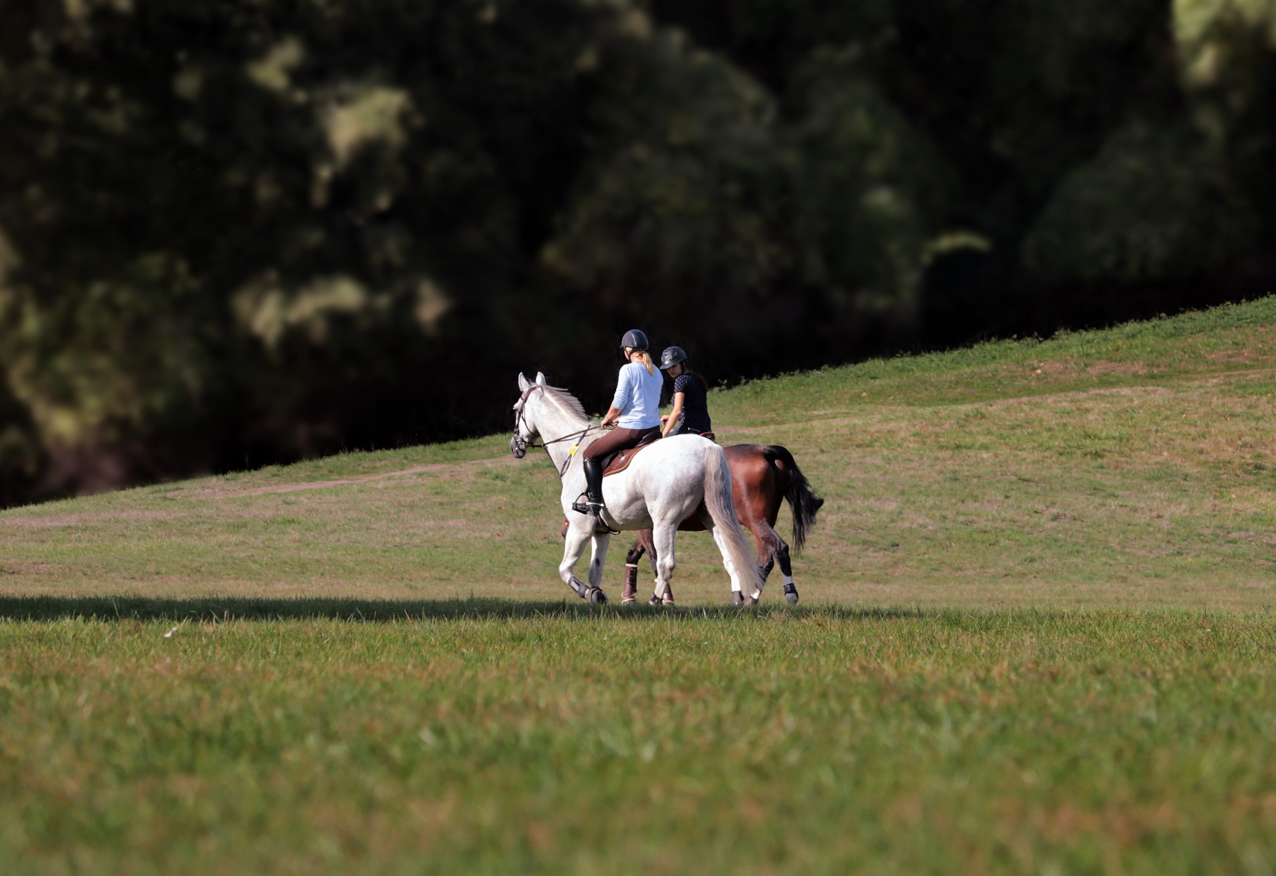reiter, one animal, hobby, park, 4K, mammal, nature, horsewoman, plant, field, livestock, riding, animal wildlife, lifestyle, activity, vertebrate, outdoors, HD Wallpaper