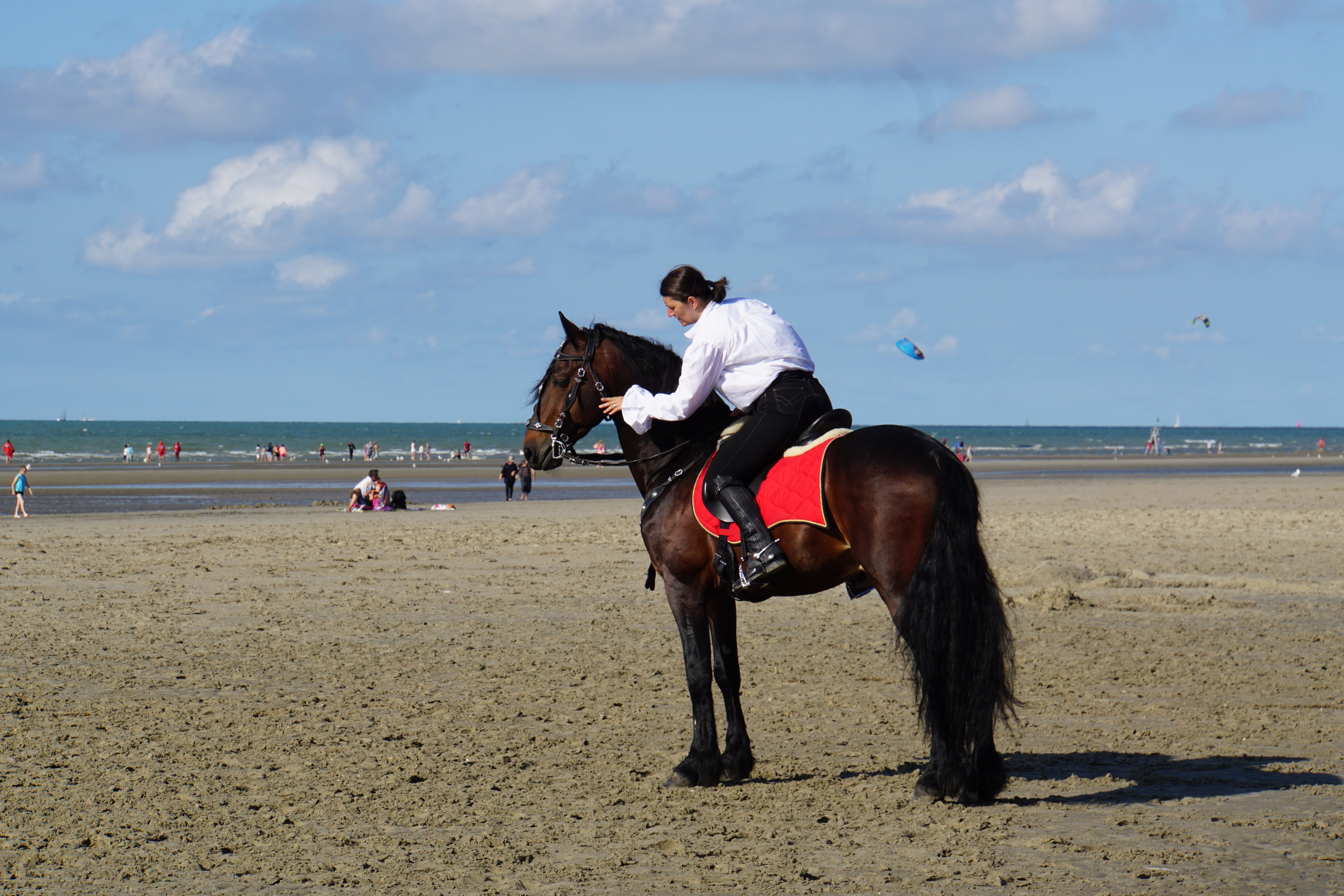 leisure activity, horizon over water, sport, animal wildlife, sea, animal, domestic, horse show, riding, lifestyles, cloud - sky, sky, horsewoman, animal themes, HD Wallpaper