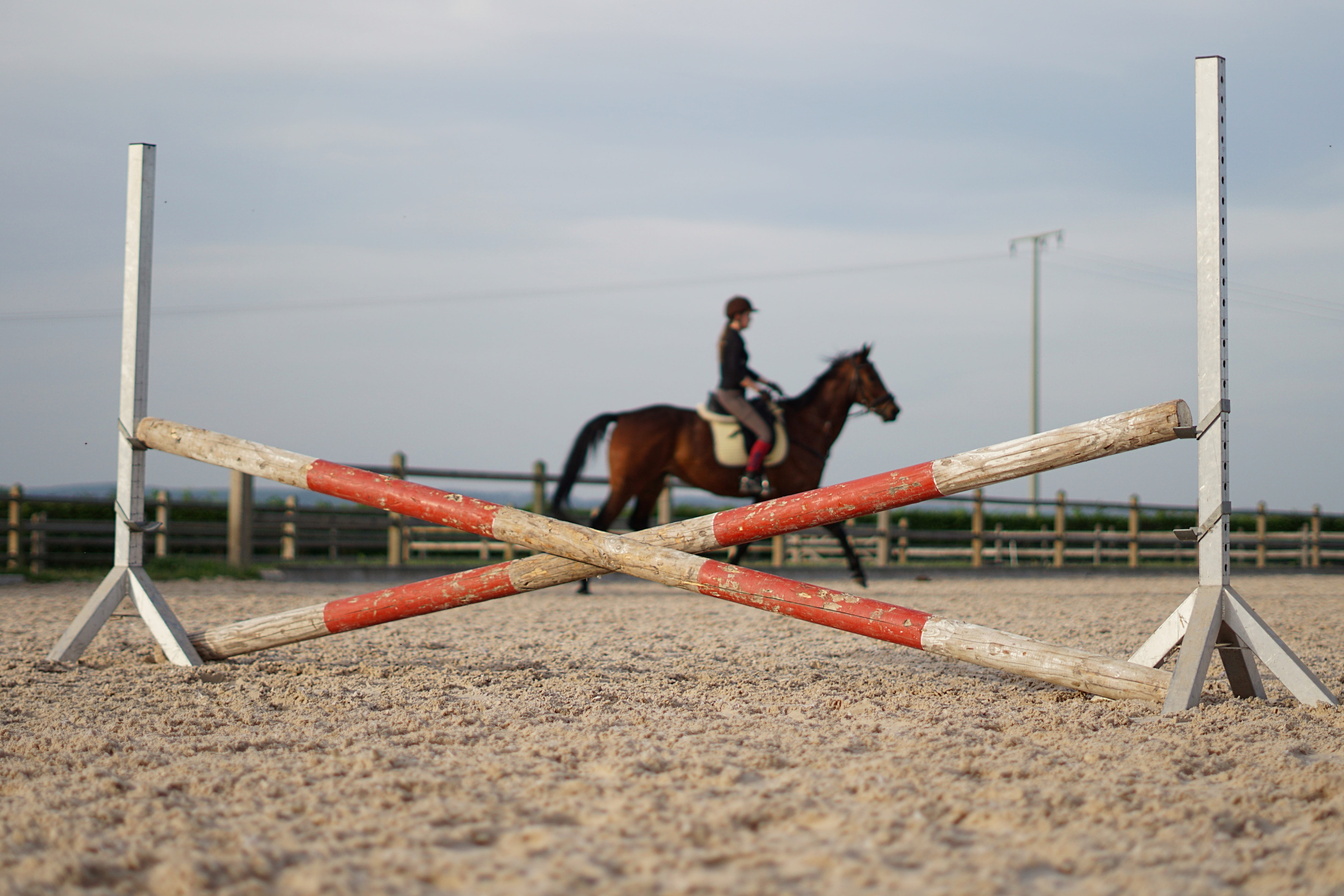 horsewoman, reiter, animal, activity, ride, nature, animal wildlife, brown, mammal, competition, show jumping, vertebrate, 5K, outdoors, domestic animals, HD Wallpaper