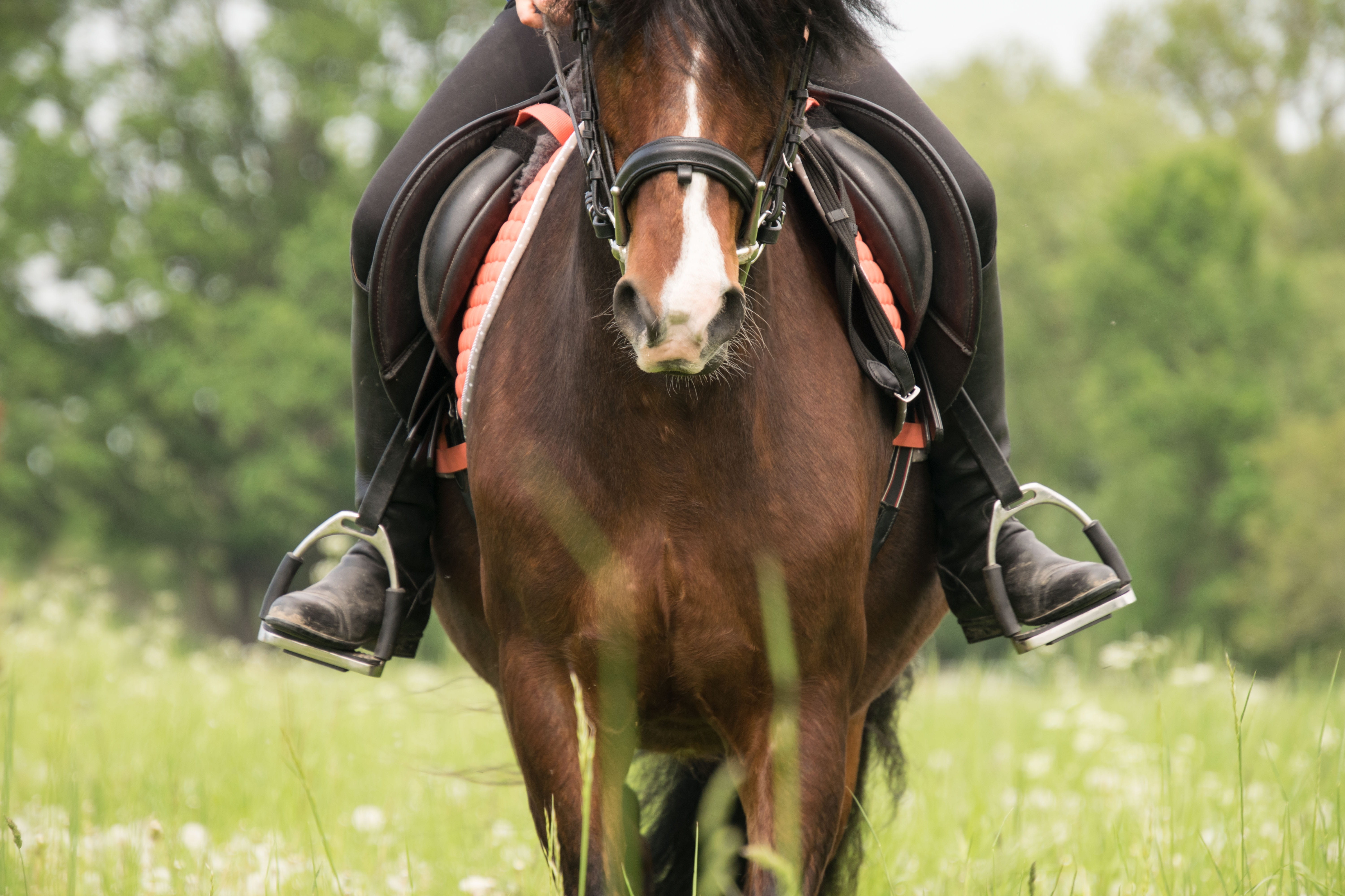pony, domestic animals, herbivorous, animal themes, domestic, outdoors, one animal, animal, pets, brown, vertebrate, riding, nature, day, mammal, land, HD Wallpaper