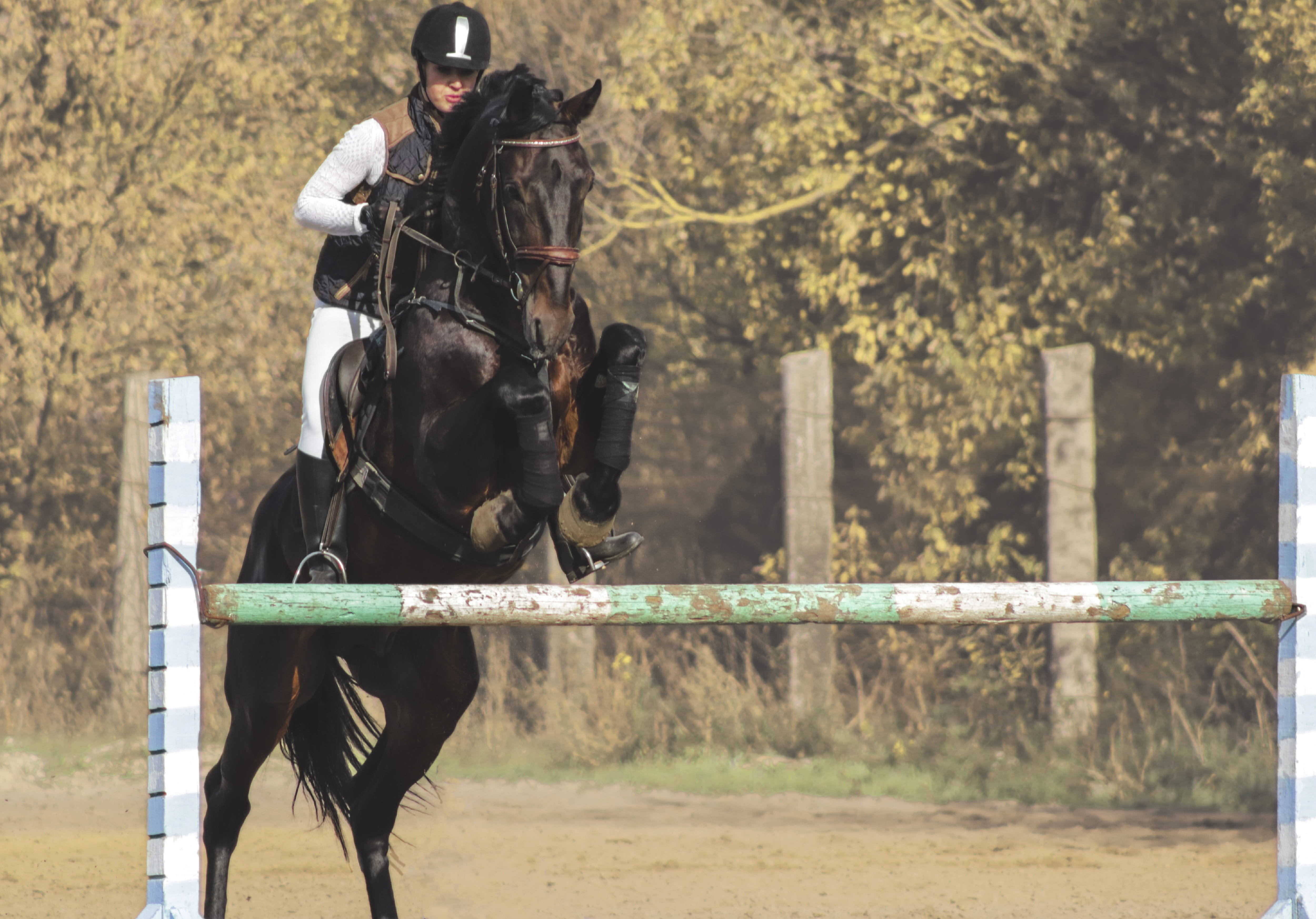 outdoors, horse, mammal, winner, speed, livestock, horsewoman, day, one animal, animal themes, jockey, animal, activity, pets, real people, saddle, sprint, HD Wallpaper