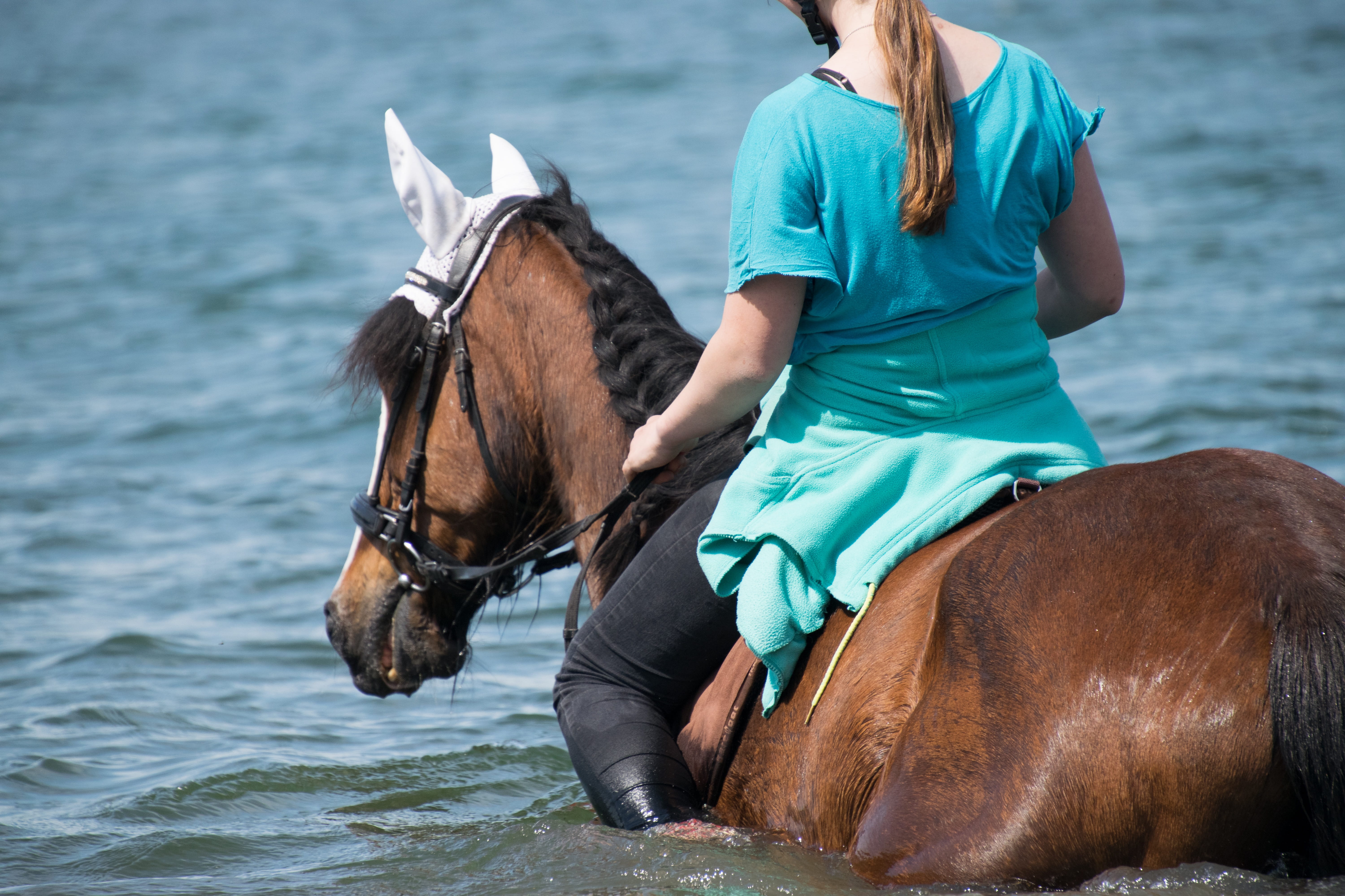 one animal, riding, fun, one person, swim, mammal, domestic, outdoors, vertebrate, domestic animals, animal, without a saddle, leisure activity, lifestyles, HD Wallpaper