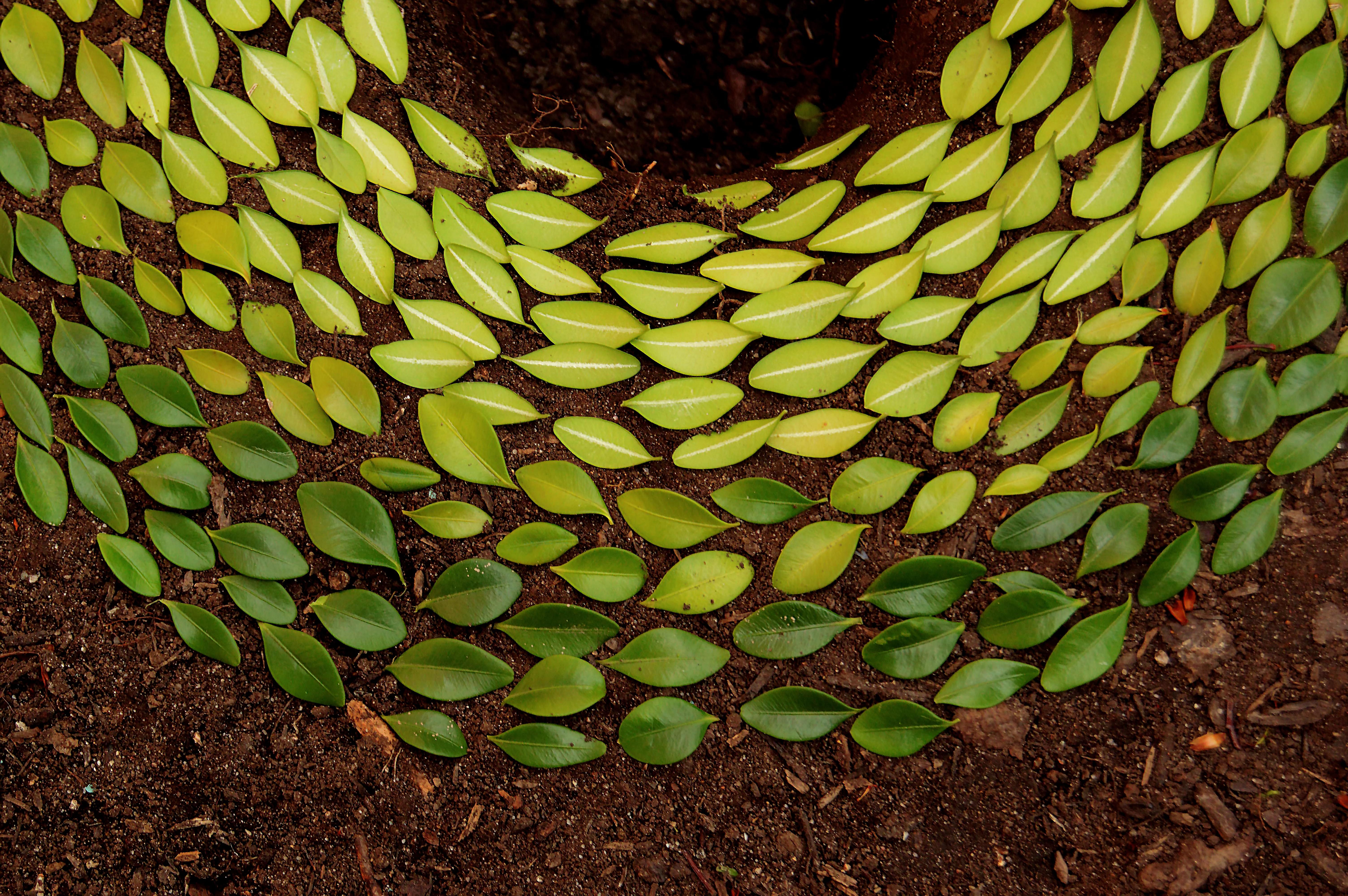 green, pattern, freshness, growth, forest floor, circle, outdoors, leaf, field, tranquility, dirt, artwork, high angle view, yellow, fall, sunlight, green color, HD Wallpaper