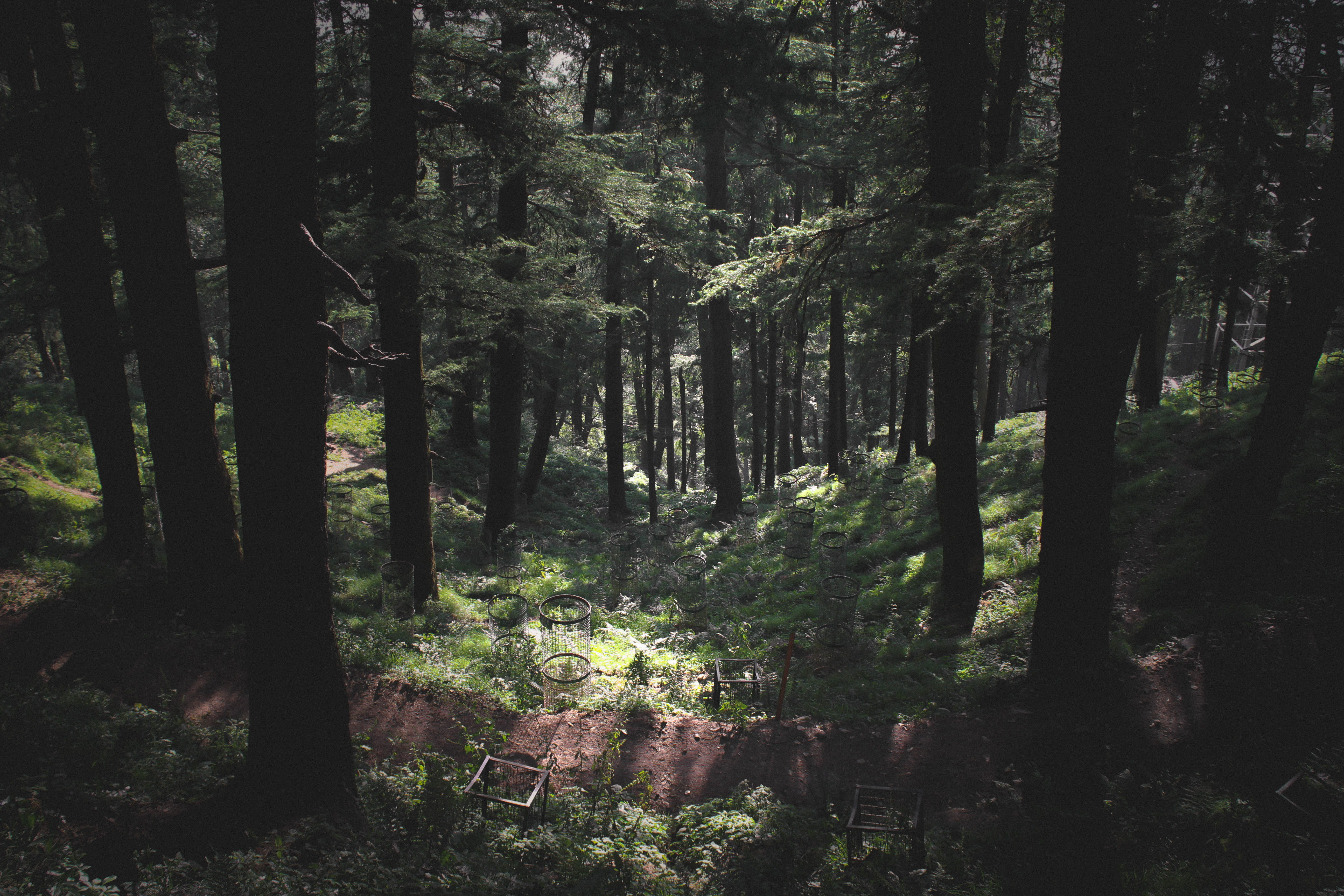 natureporn, scenics - nature, trunk, growth, tree, idyllic, wild, wilderness, landscape, outdoors, plant, non-urban scene, india, forest, tranquility, tree trunk, HD Wallpaper