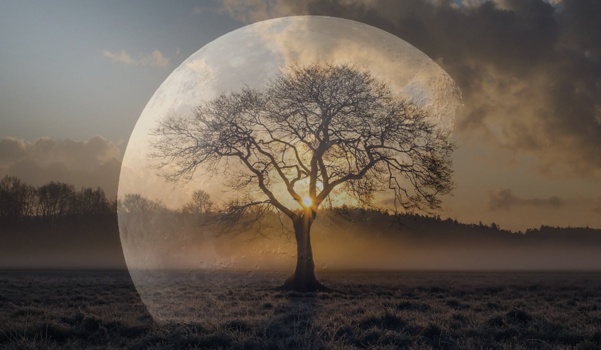 tranquility, evening sky, plant, landscape, universe, land, nature, night, digital composite, mood, sillouette, astronomy, lone, atmosphere, beauty in nature, HD Wallpaper
