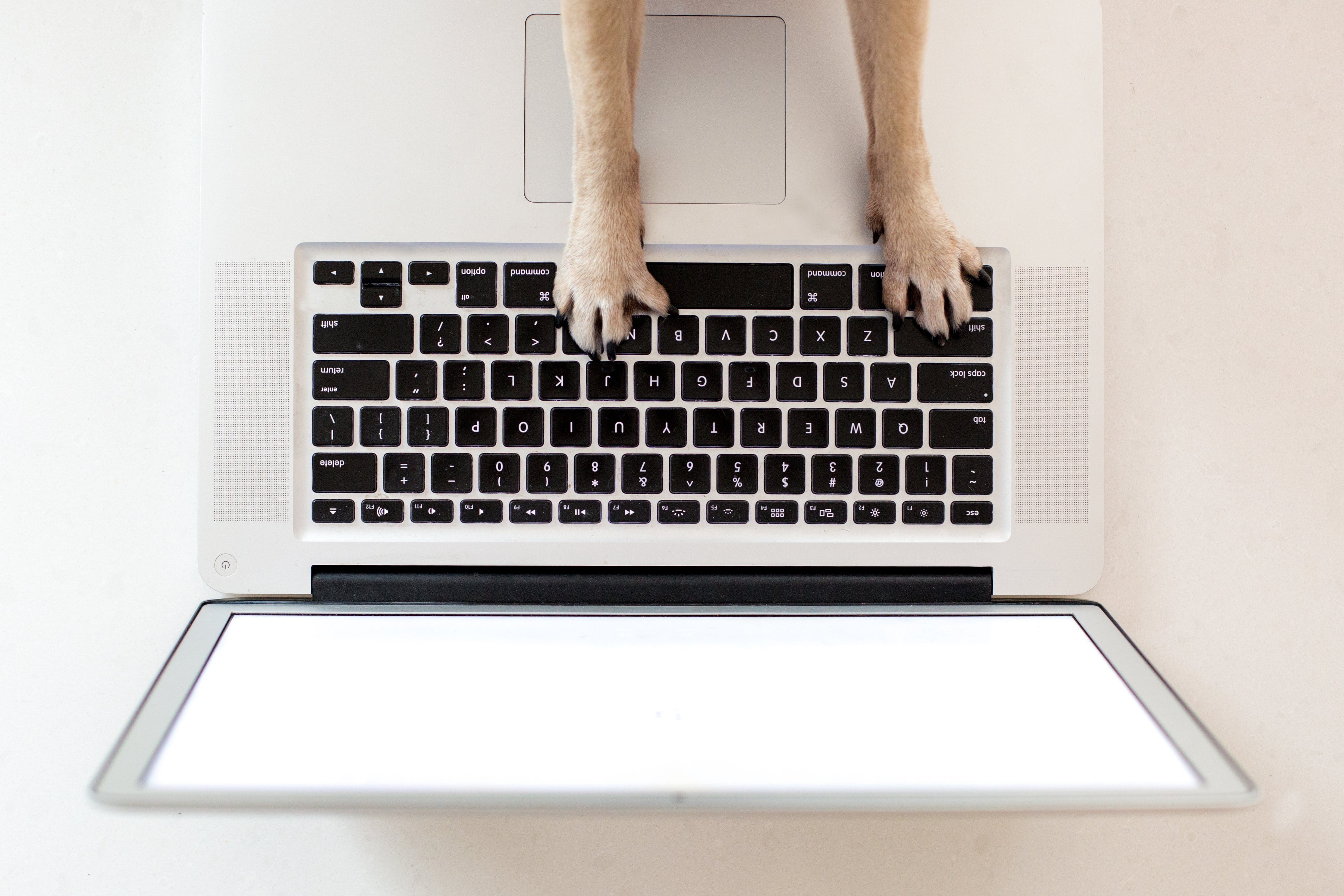 communication, computer equipment, wireless technology, Pets, dog, portable information device, Laptop, 4K, Office, one person, using laptop, directly above, HD Wallpaper
