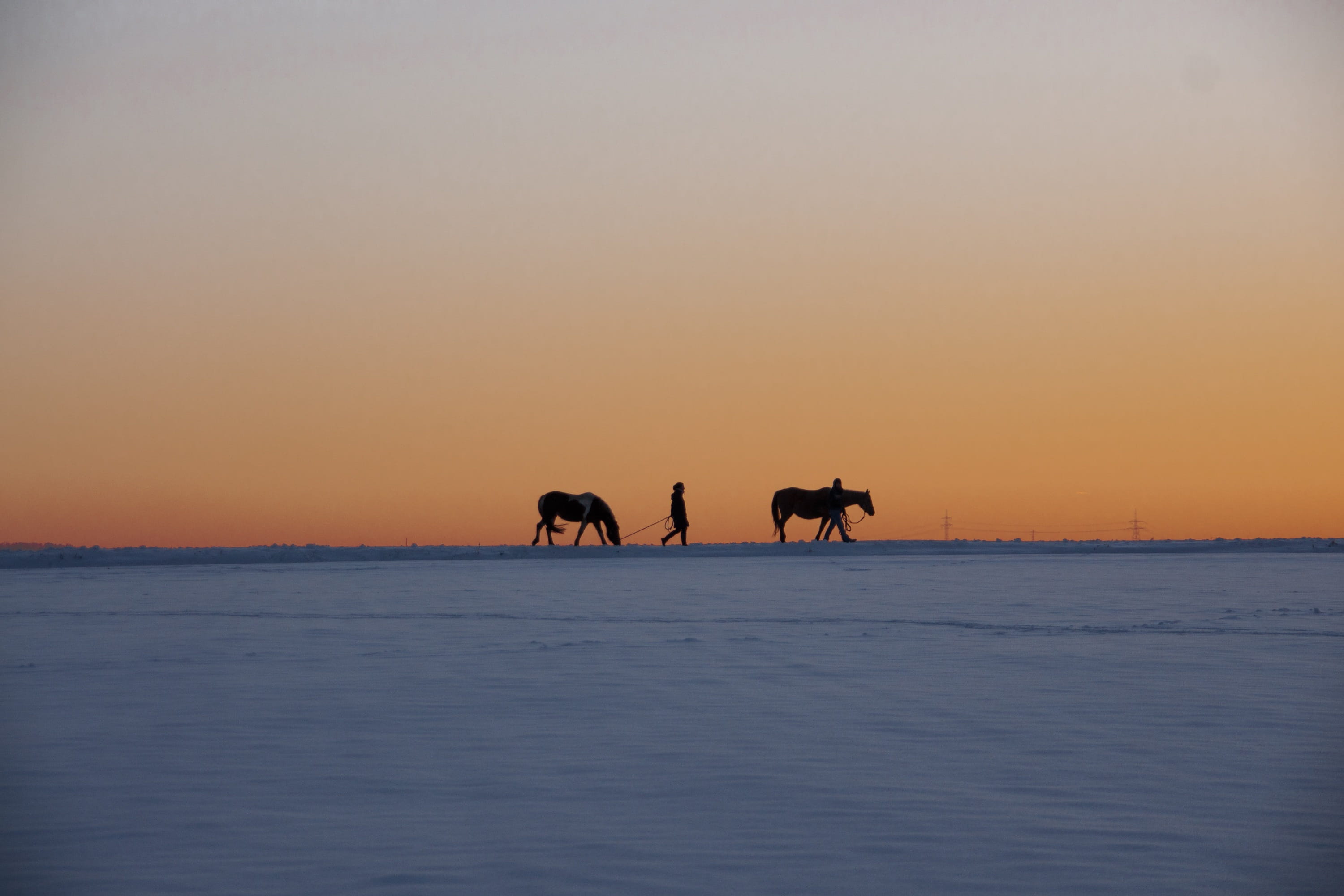 no people, silhouette, snowy, animal themes, vertebrate, nature, snow, herbivorous, landscape, mammal, outdoors, winter, sunset, cold, horse, orange color, HD Wallpaper