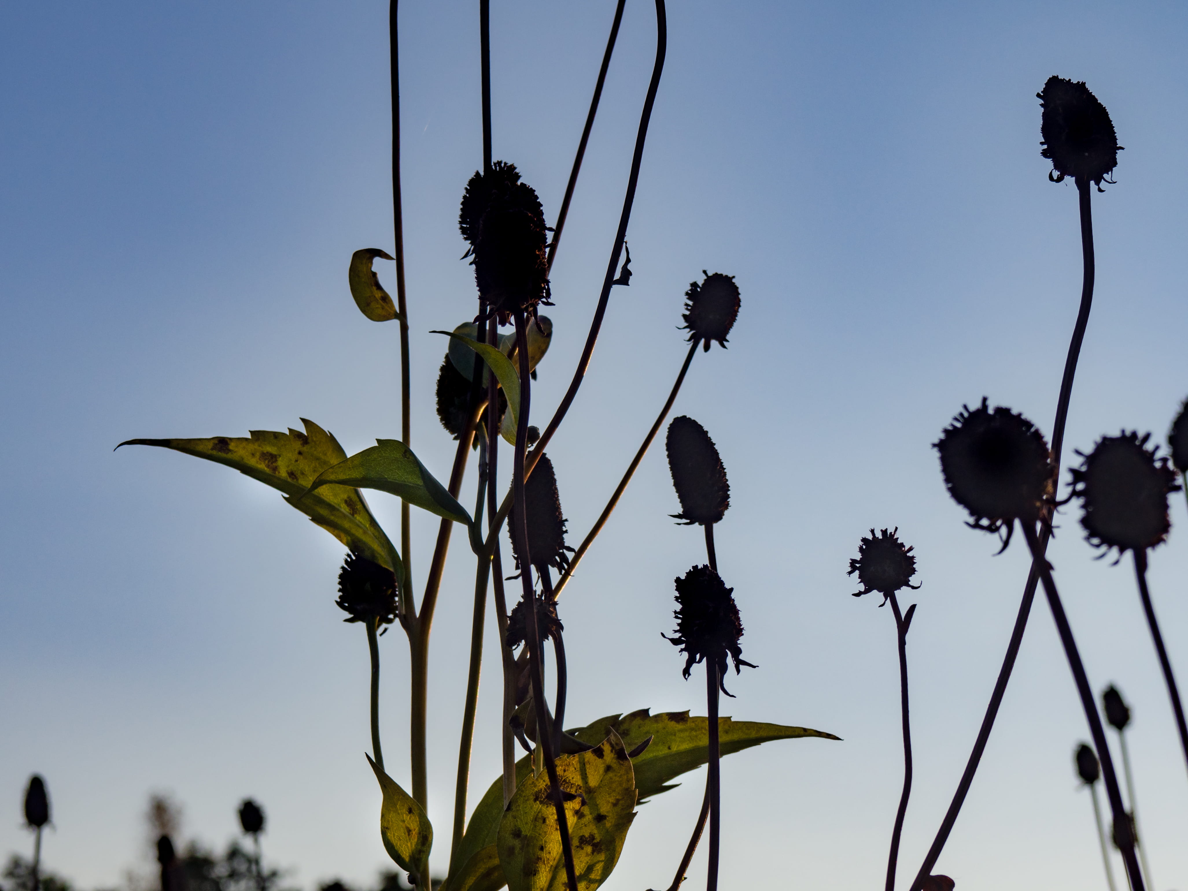 outdoors, summer, blue, day, Sky, Flowers, low angle view, focus on foreground, clear sky, leaf, close-up, freshness, silhouette, wilted plant, plant stem, HD Wallpaper