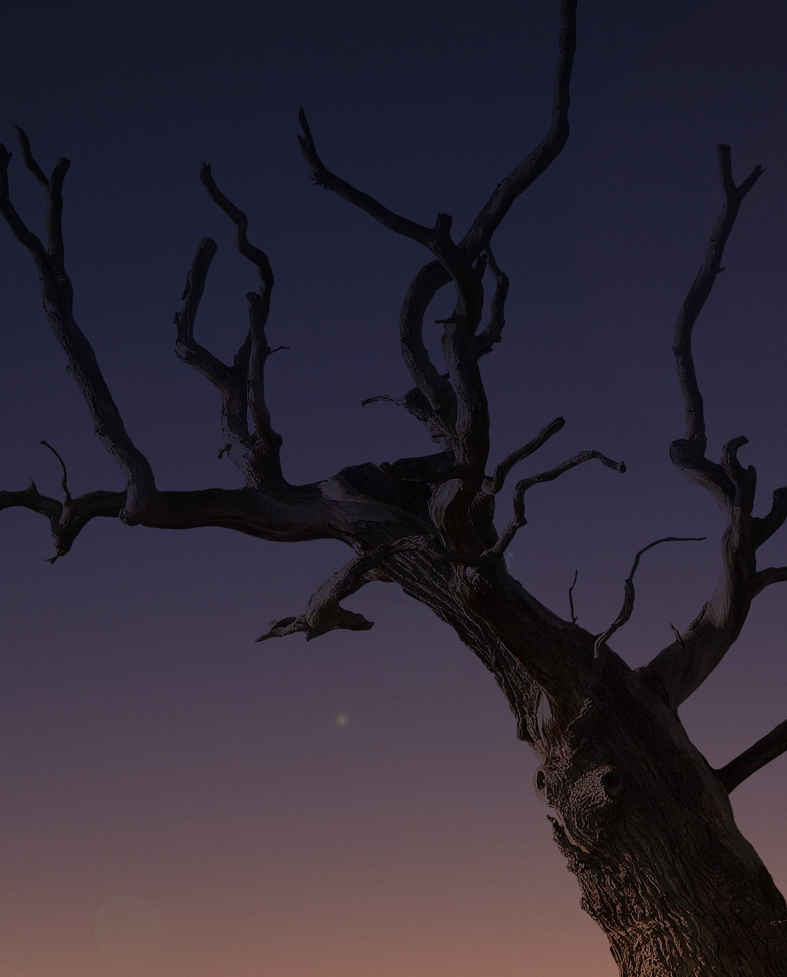 scenics - nature, sky, growth, tranquil scene, scary, bough, bole, purple, trunk, sillouette, twisted, dead plant, bare, tree trunk, beauty in nature, desert, Phone HD Wallpaper