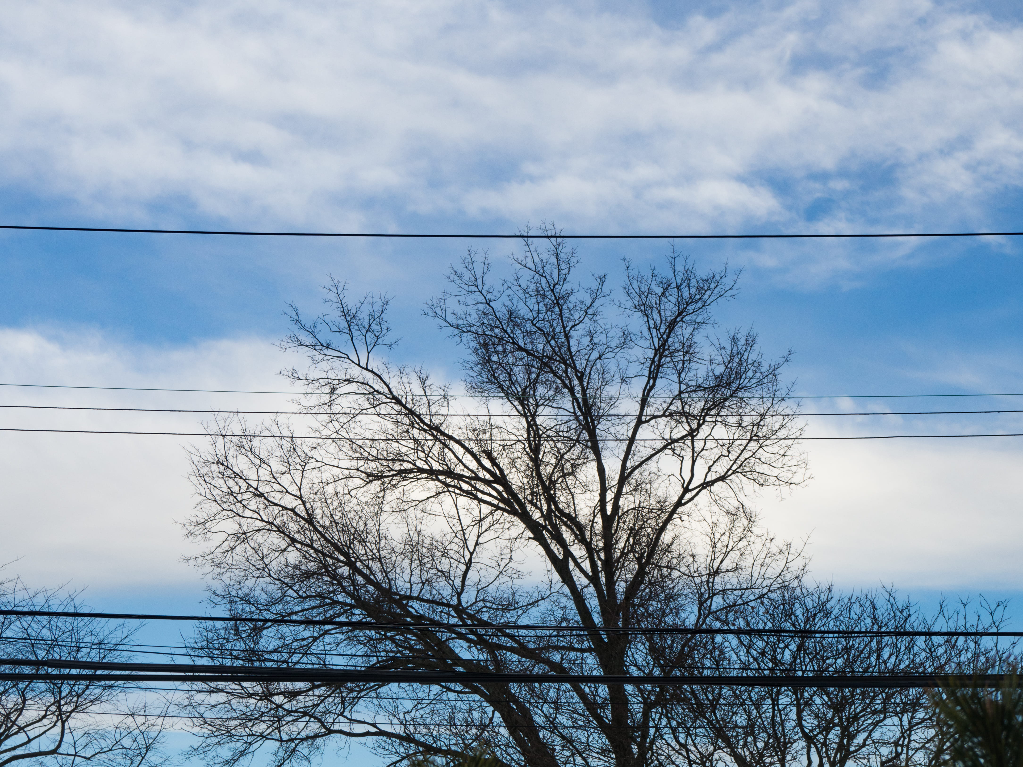 scenics - nature, Nature, outdoors, tranquil scene, Tree, power supply, tranquility, winter, sillouette, cloud - Sky, bare tree, Trees, Sky, low angle view, HD Wallpaper