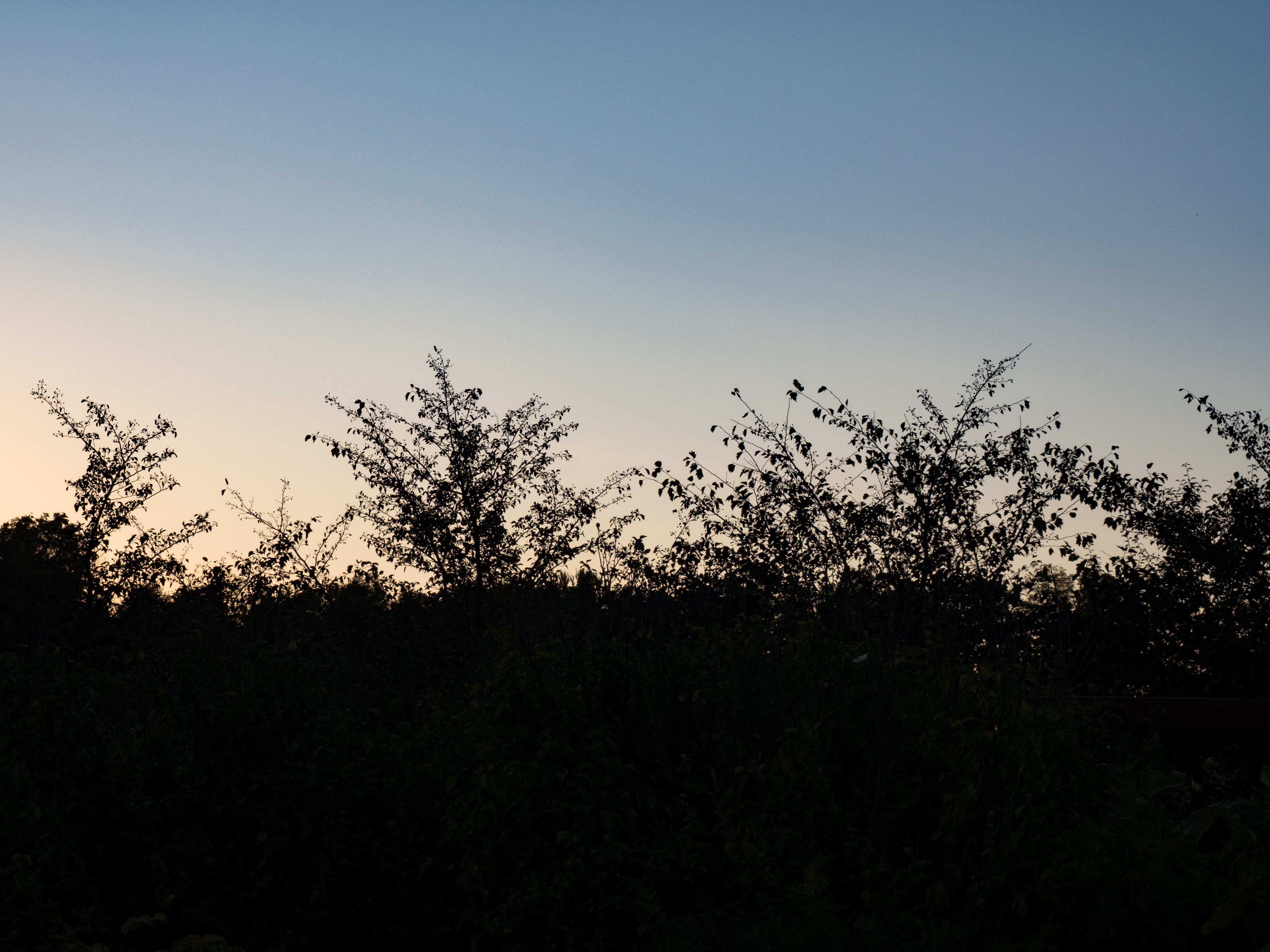 land, no people, outdoors, non-urban scene, growth, sillouette, environment, tranquility, Sunset, day, 4K, night, scenics - nature, sky, clear sky, Nature, HD Wallpaper
