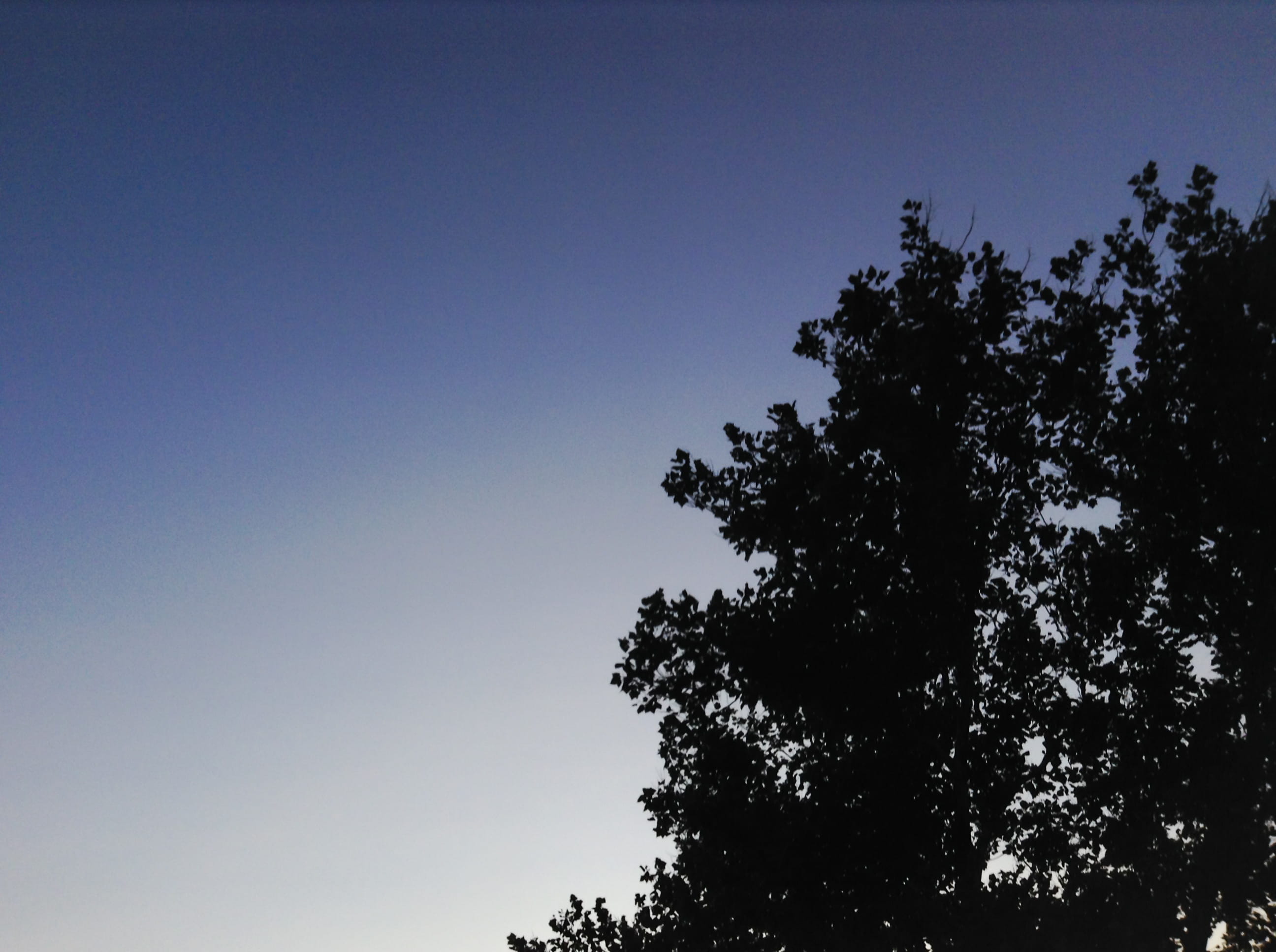 forest, Landscapes, branch, growth, plant, day, tree, scenics - nature, clear sky, blue, dark, low angle view, tranquil scene, 2K, Sunset, Purple Sunset, HD Wallpaper