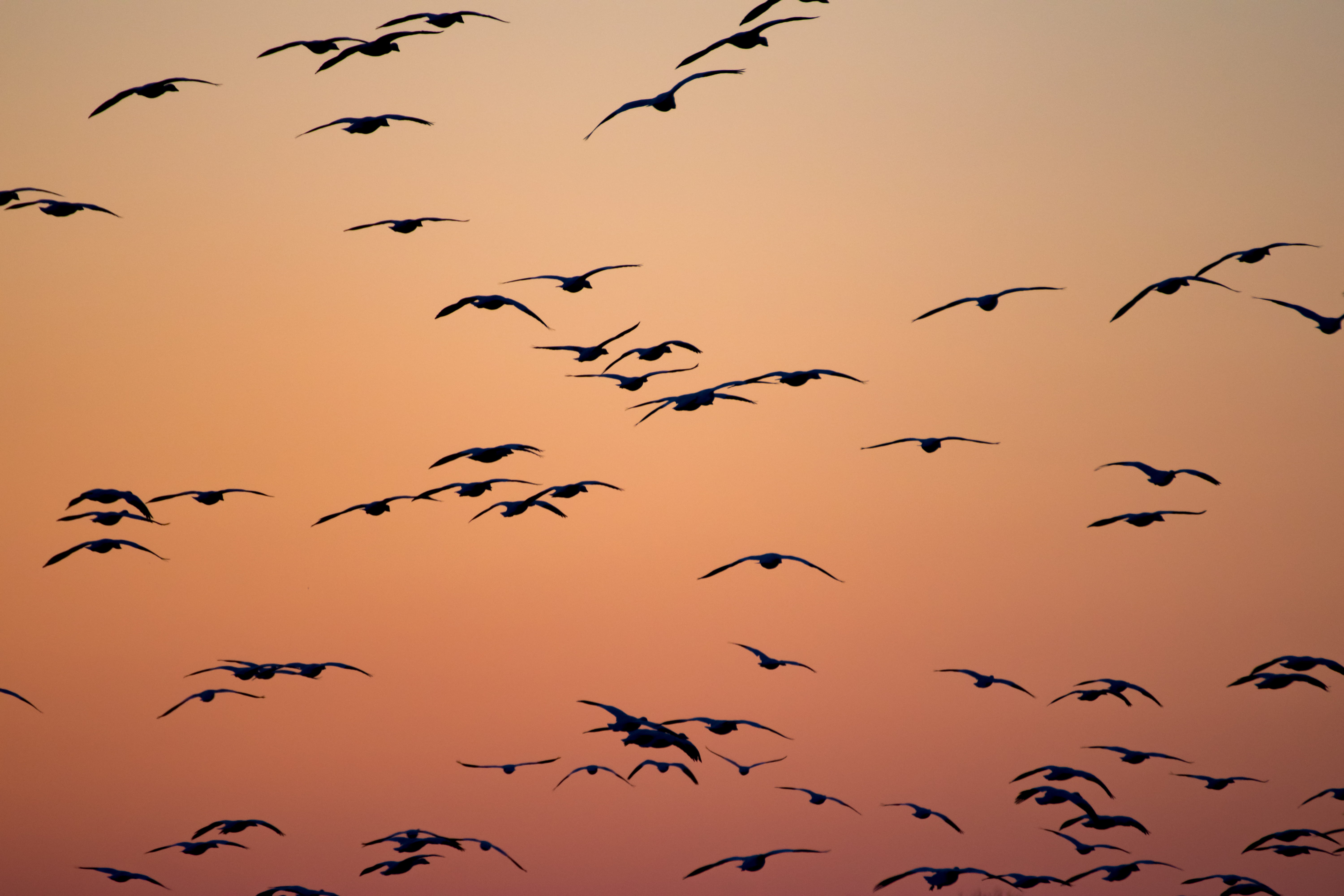 animals in the wild, golden, sunset, vertebrate, sky, mid-air, large group of animals, seagull, flying, animal, 5K, motion, hour, animal wildlife, bird, HD Wallpaper