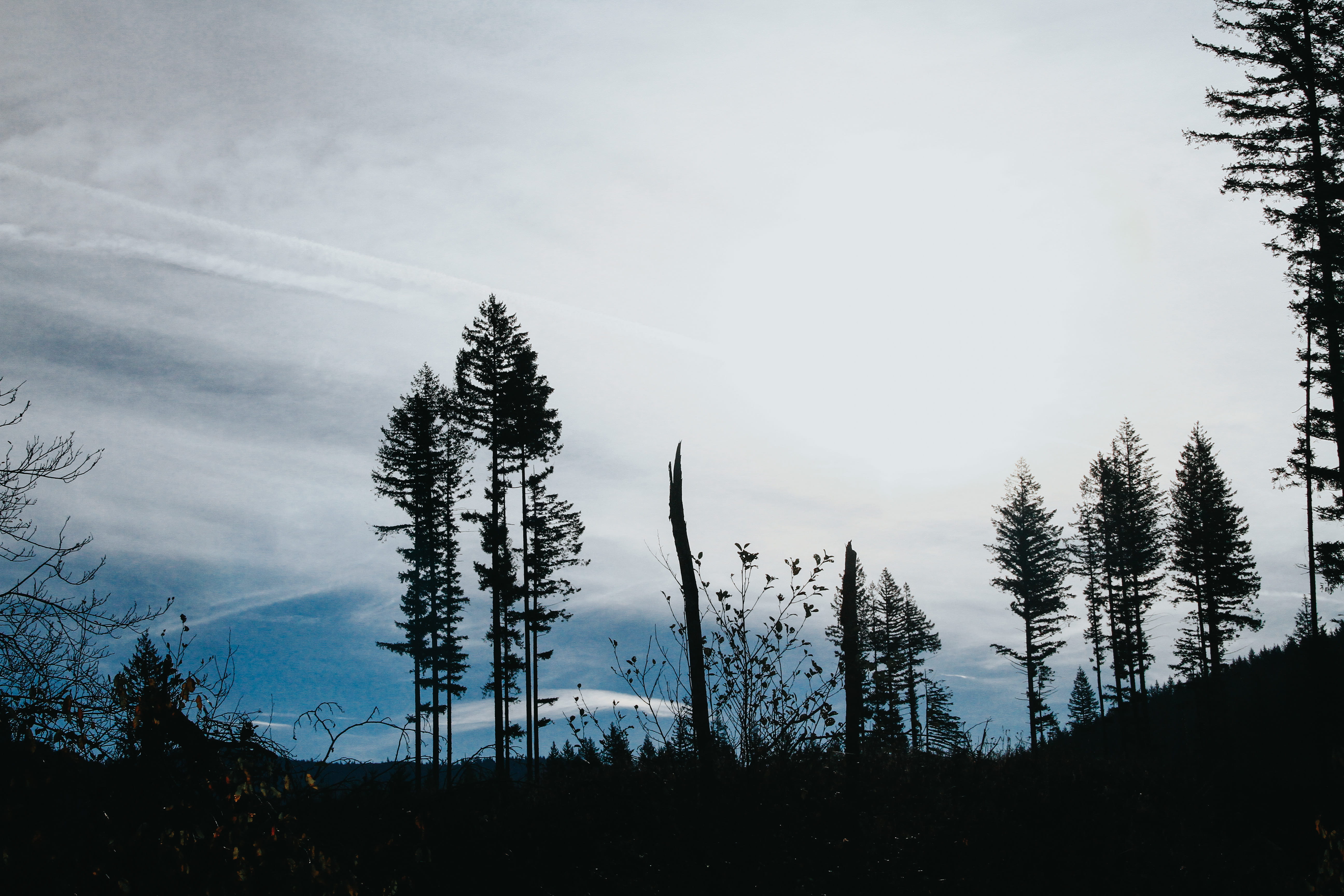pine, 5K, tranquility, conifer, day, scenics - nature, plant, photo, nature, sunrise, spruce, woodland, sillouette, woods, forest, daylight, HD Wallpaper