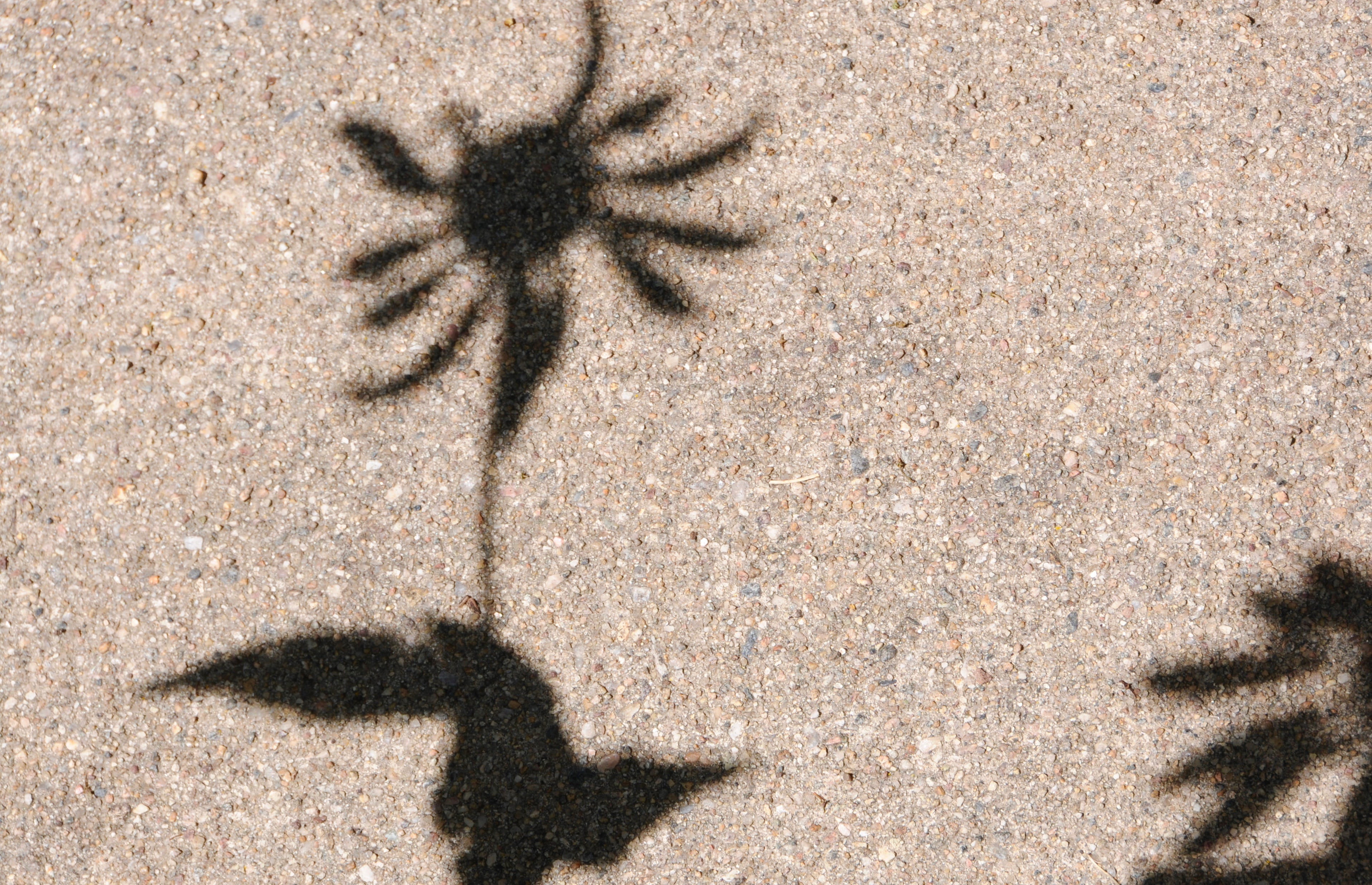 plant, day, arid climate, street, flower, botanical, animals in the wild, hot, united states, sand, directly above, focus on shadow, dry, animal themes, HD Wallpaper