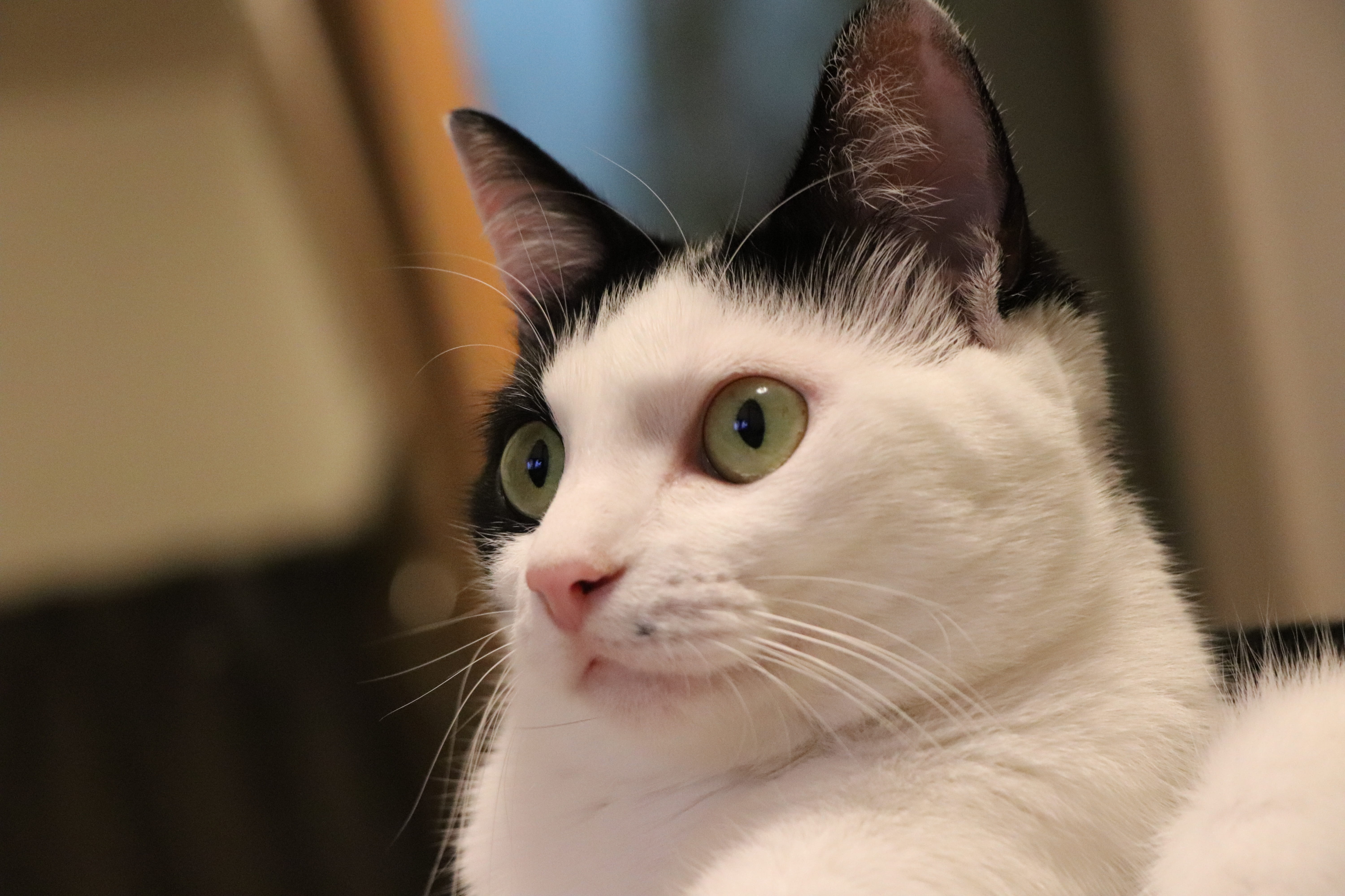 close-up, the world of animals, animal body part, cats eye, no people, domestic animals, whisker, vertebrate, animal themes, indoors, cat, animal eye, focus on foreground, HD Wallpaper