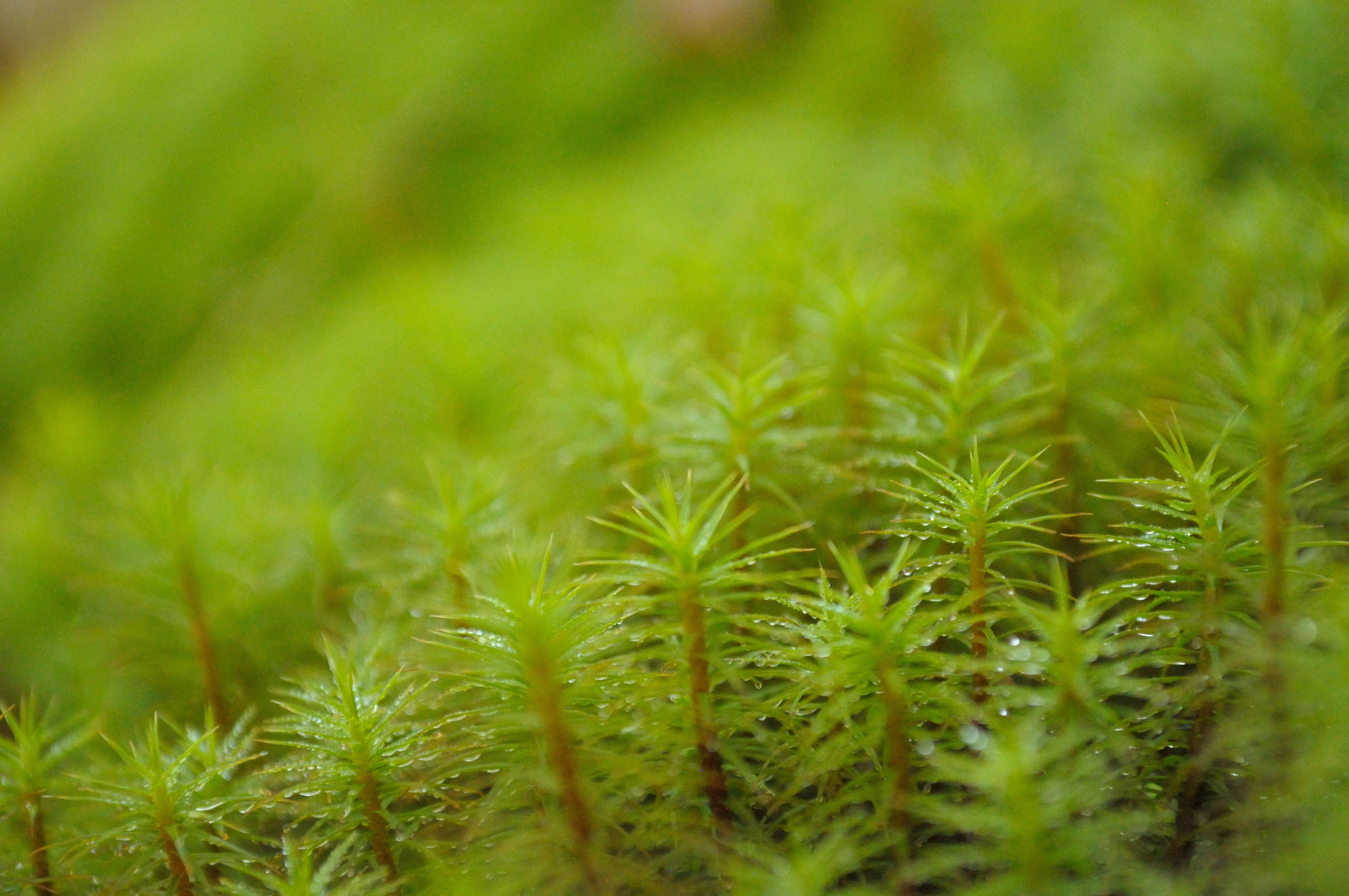 day, green, springtime, no people, land, leaf, moss, close-up, field, small, grass, tranquility, nature, agriculture, outdoors, plant part, environment, HD Wallpaper