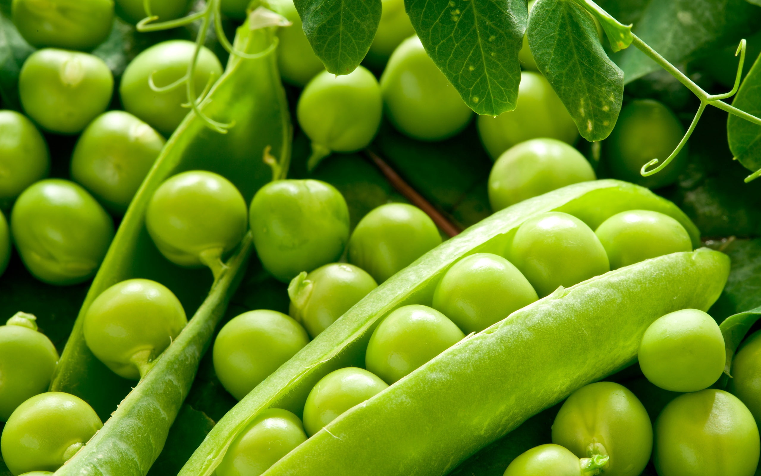 pod, peas, 2K, vegetable, HD Wallpaper