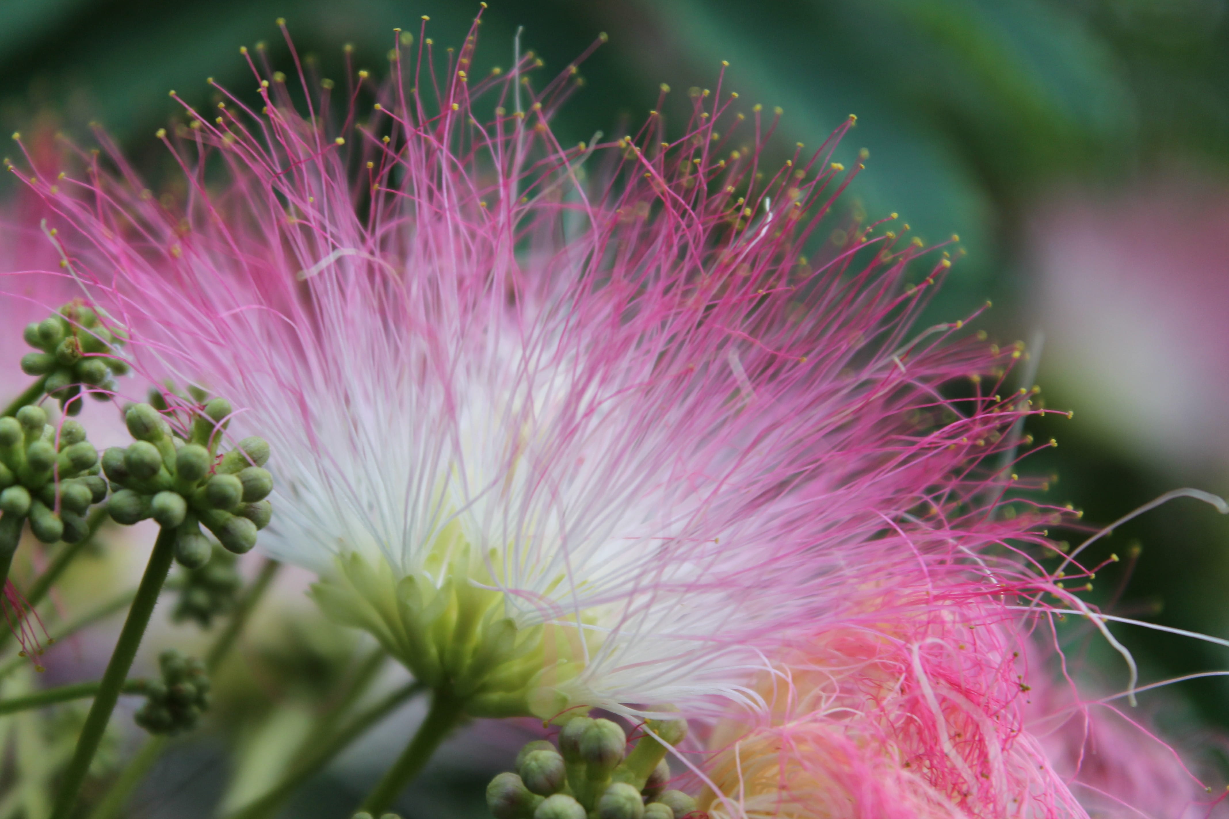 flora, fragility, flower, focus on foreground, botanical, 4K, no people, flowering, growth, beauty in nature, softness, nature, albizia saman, plant, rain tree, HD Wallpaper